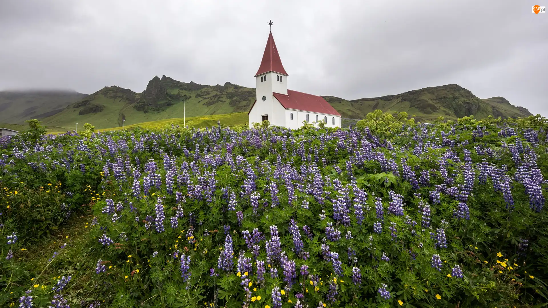 Łubin, Kościół, Miejscowość Vik i Myrdal, Islandia, Góry, Gmina Myrdalshreppur