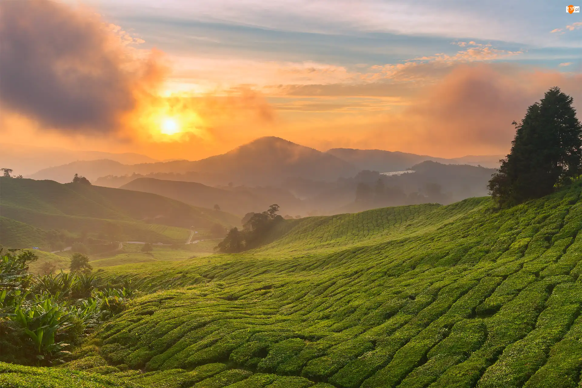 Malezja, Plantacja herbaty, Stan Pahang, Chmury, Cameron Highlands, Drzewa, Wschód słońca, Wzgórza, Mgła