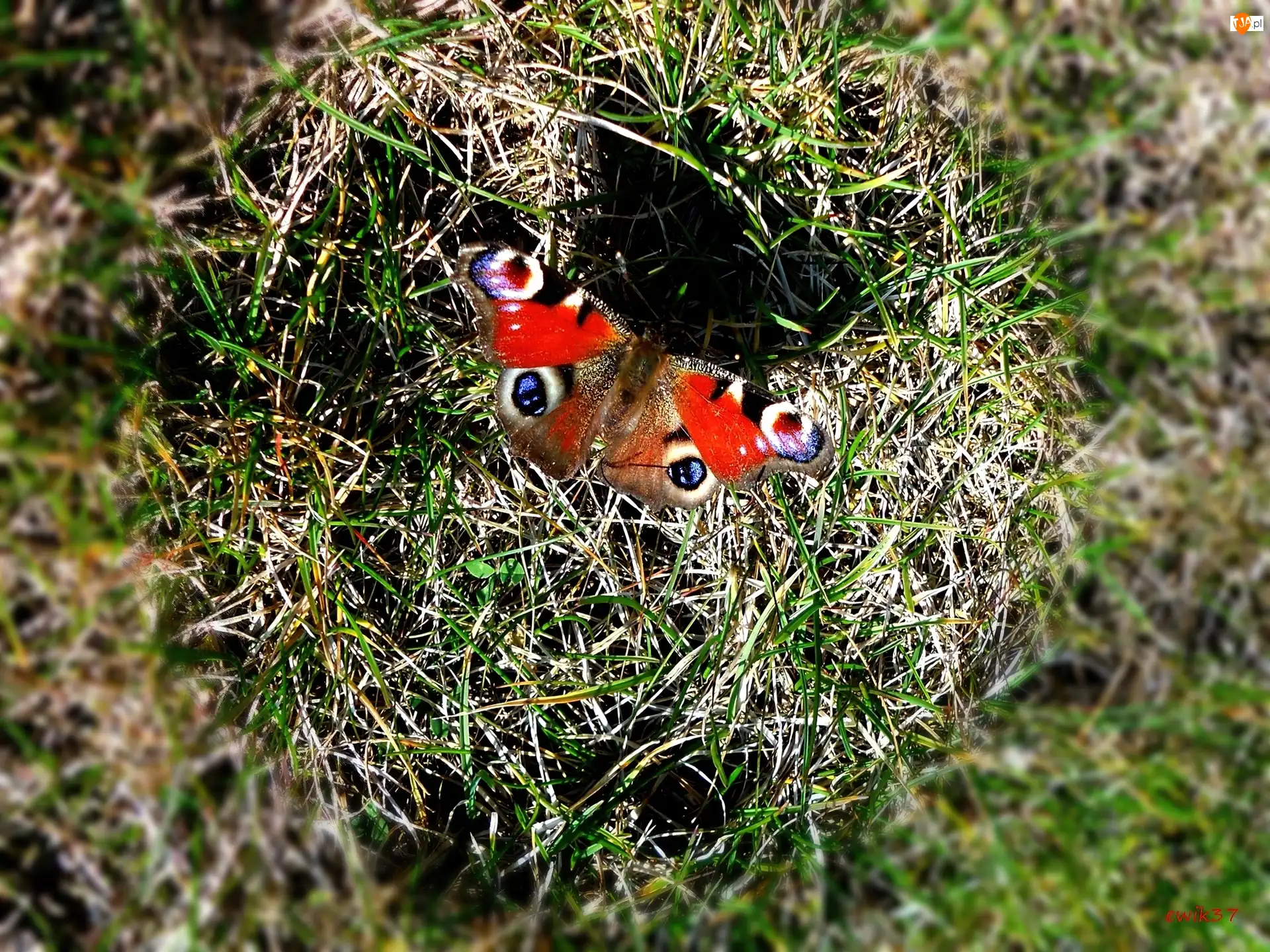 Trawa, Motyl