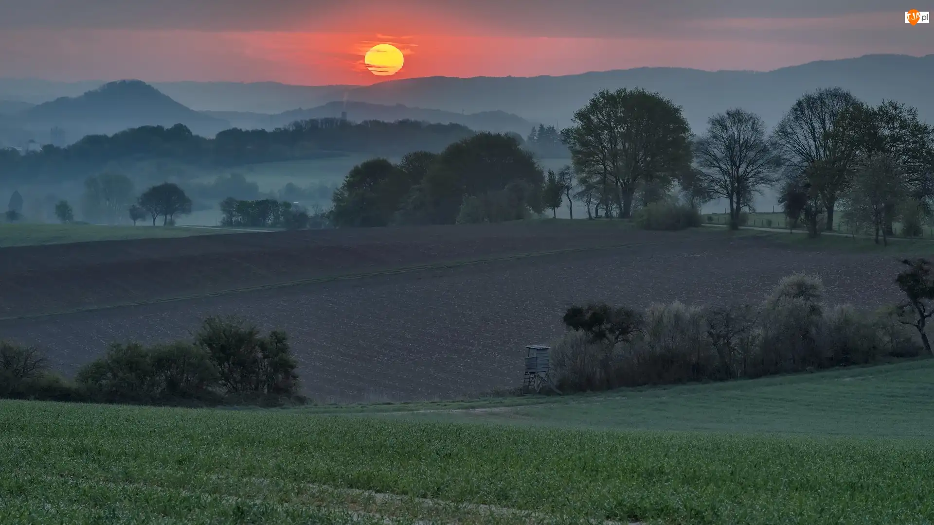 Drzewa, Wzgórza, Pola, Wschód słońca, Mgła