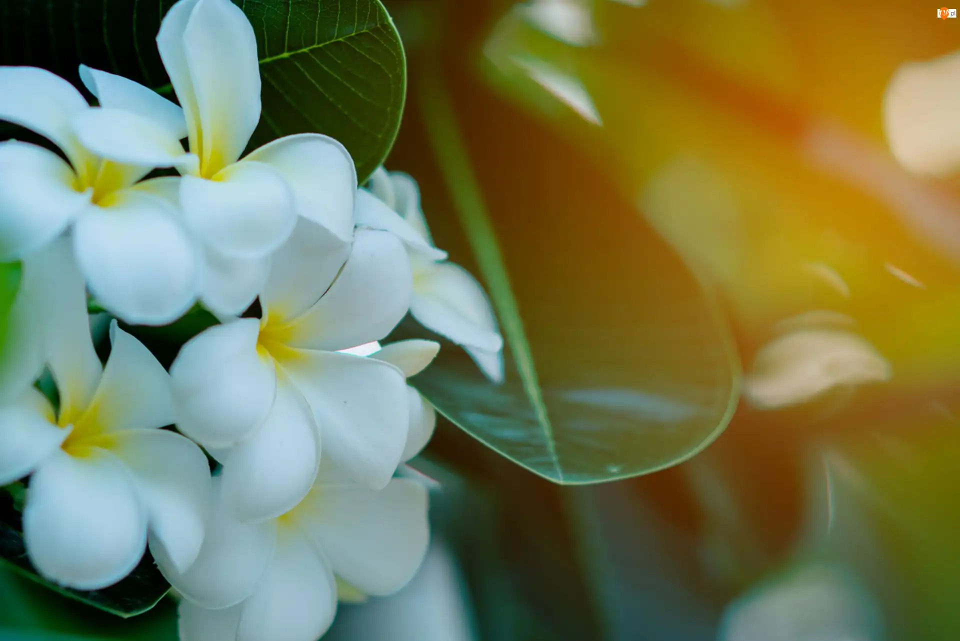Plumeria Plumeria, Kwiaty, Żółto-białe