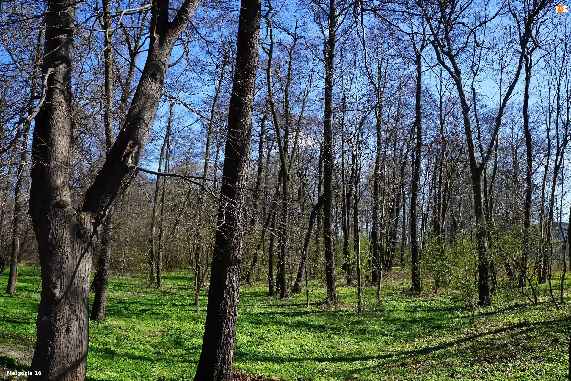 Rośinność, Drzewa, las