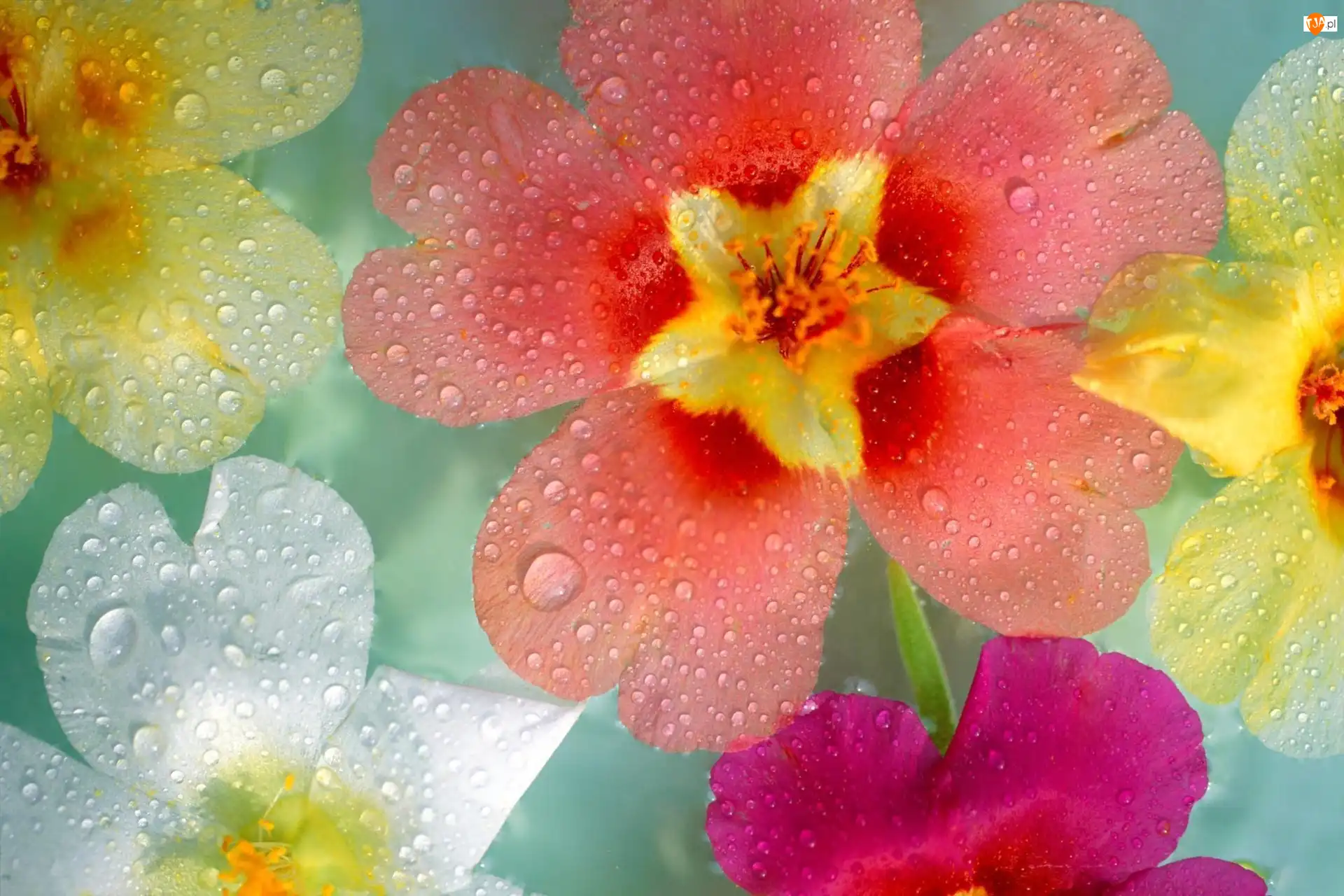 Rosy, Kwiaty, Krople