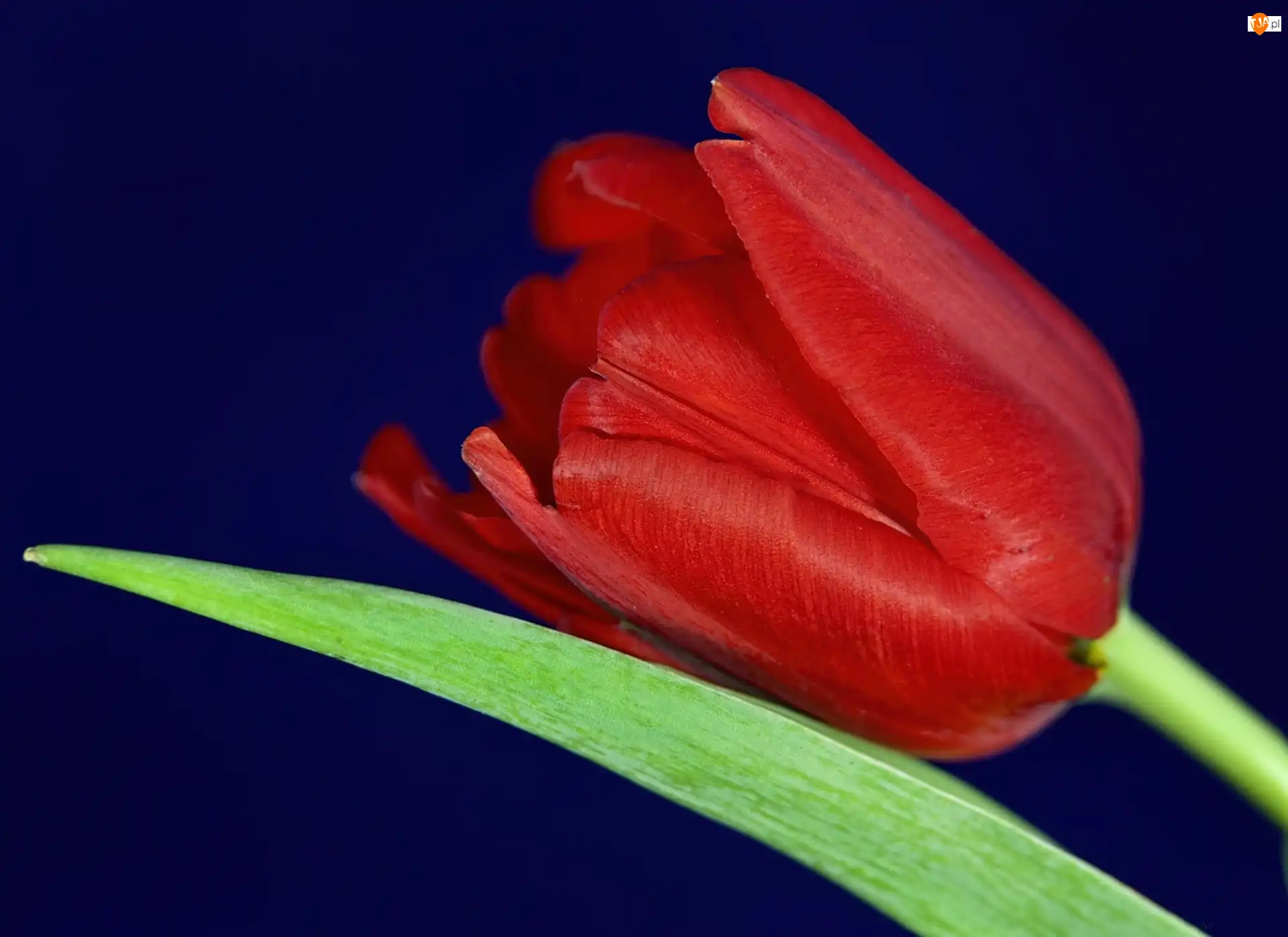 Liść, Czerwony, Tulipan