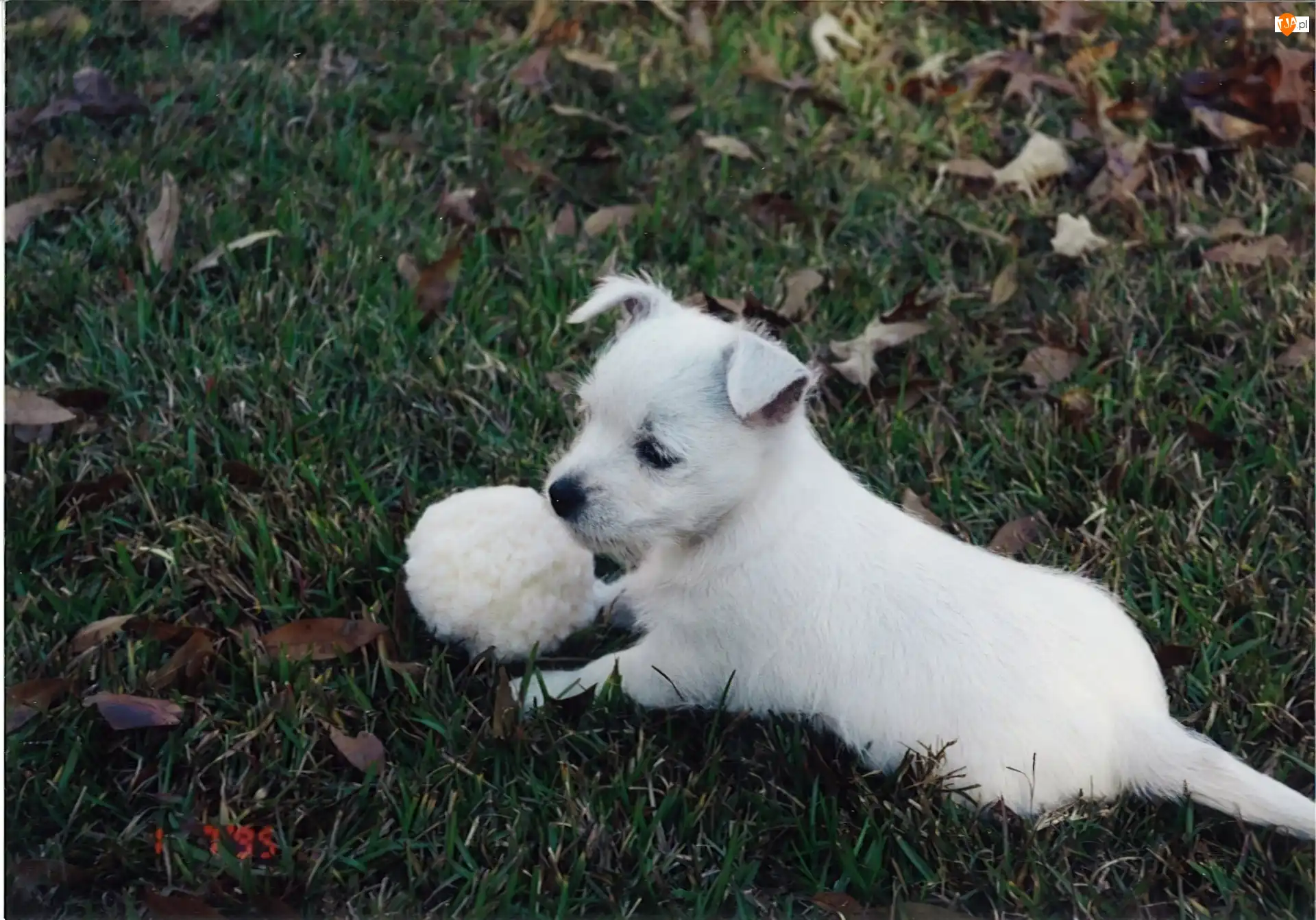 piłka, szczeniak, West Highland White Terrier