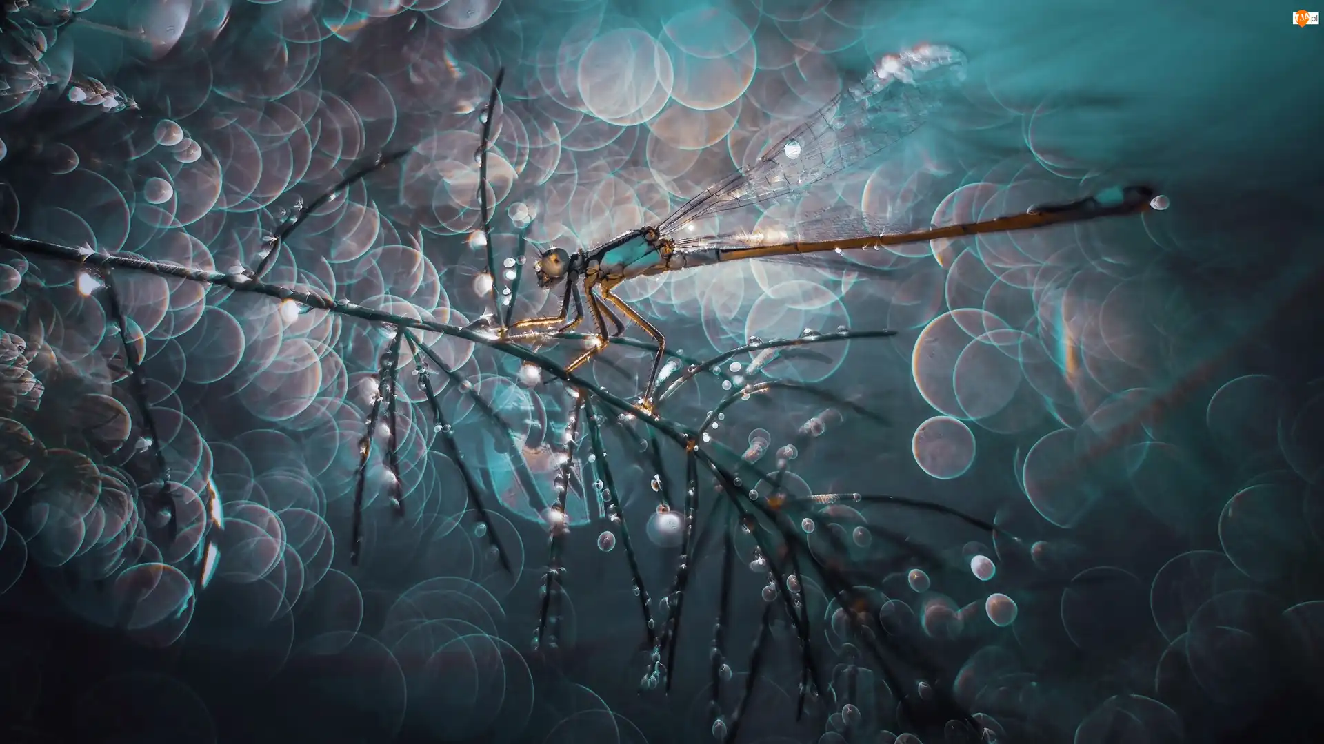 Bokeh, Ważka, Gałązka, Krople