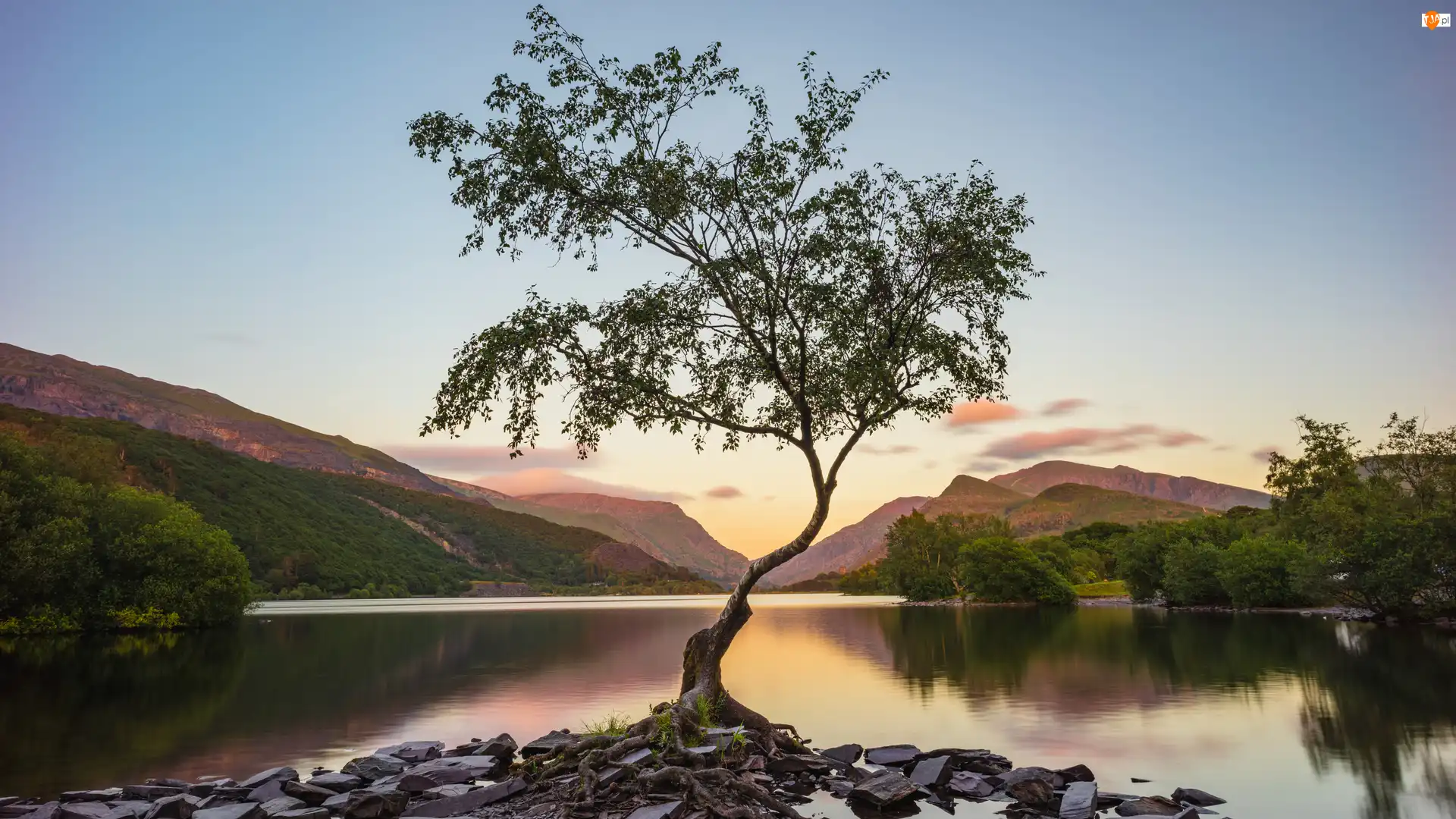 Drzewo, Kamienie, Wielka Brytania, Jezioro Llyn Padarn, Walia, Park Narodowy Snowdonia, Góry