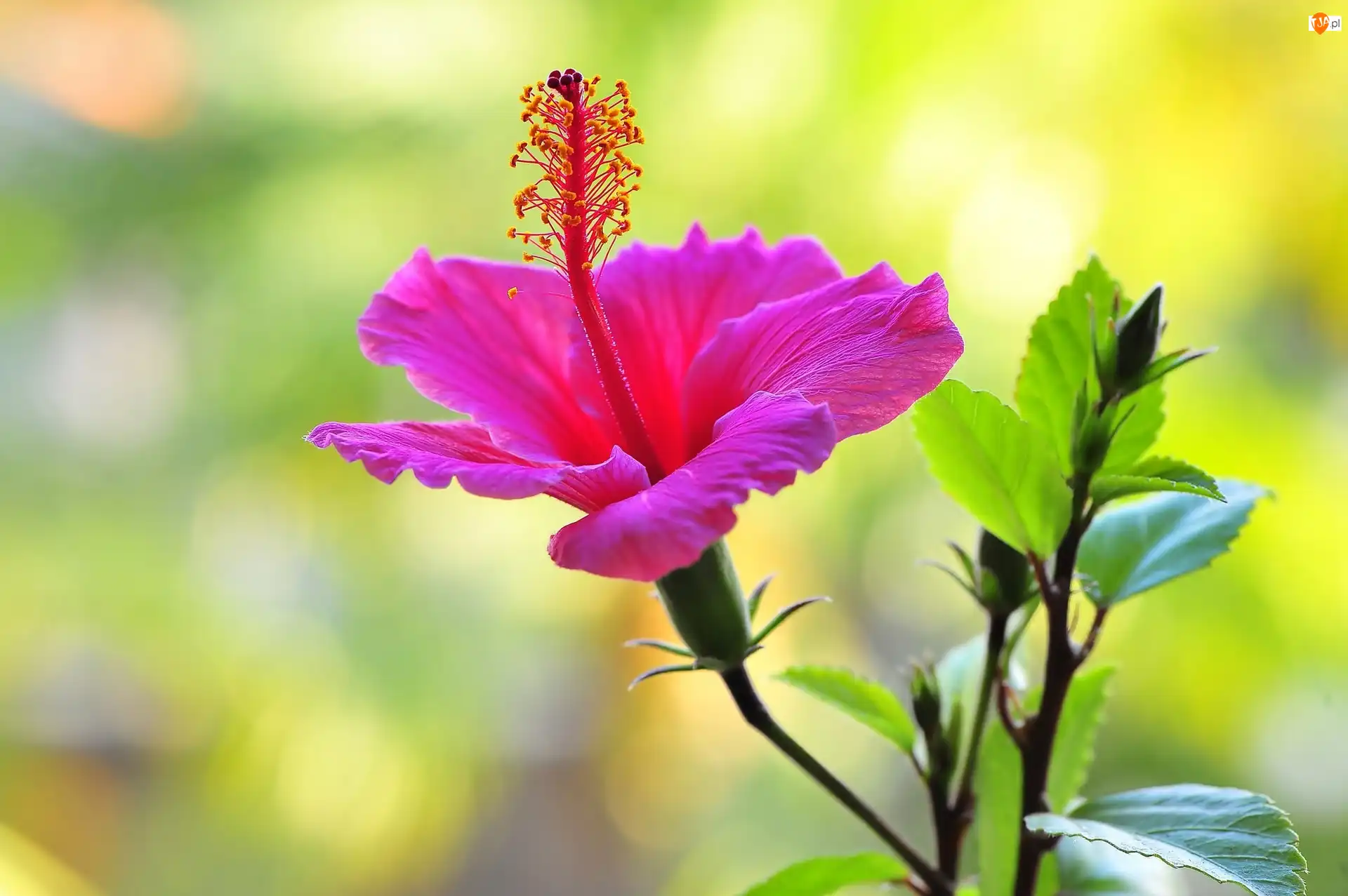 Ketmia, Różowy, Hibiskus