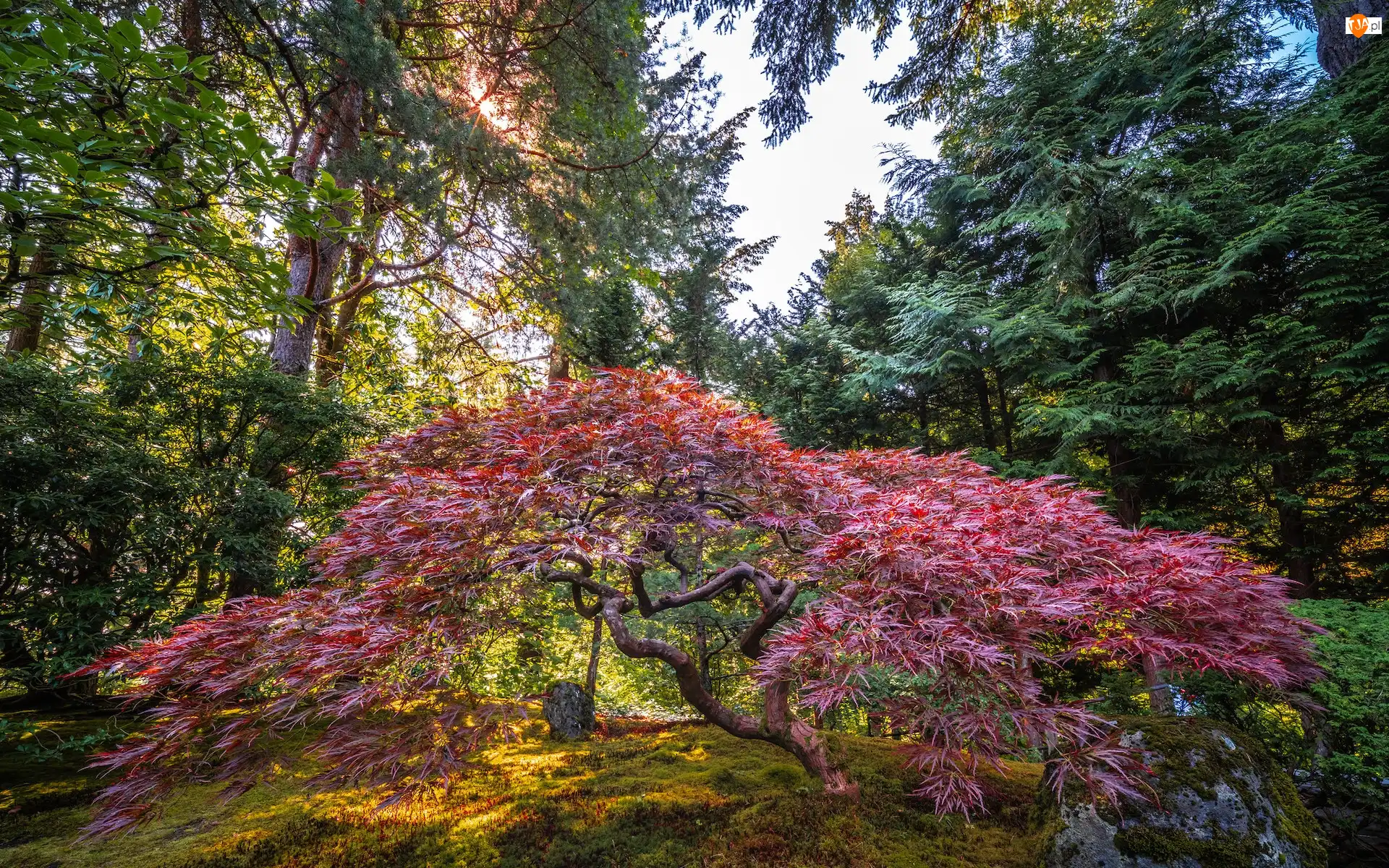 Portland, Ogród, Klon palmowy, Stan Oregon, Portland Japanese Garden, Promienie słońca, Stany Zjednoczone, Drzewo