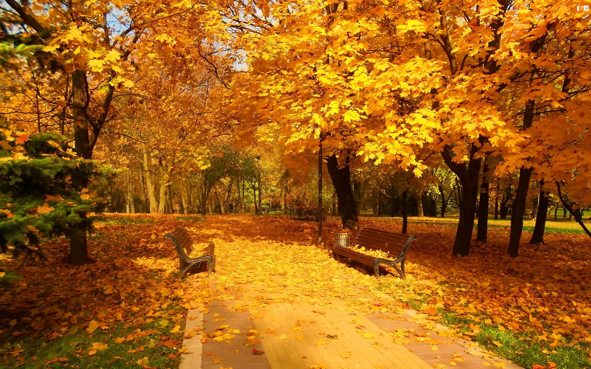 Jesień, Ławeczki, Złota, Liści, Piękna, Alejki, Dywan, Park, Z