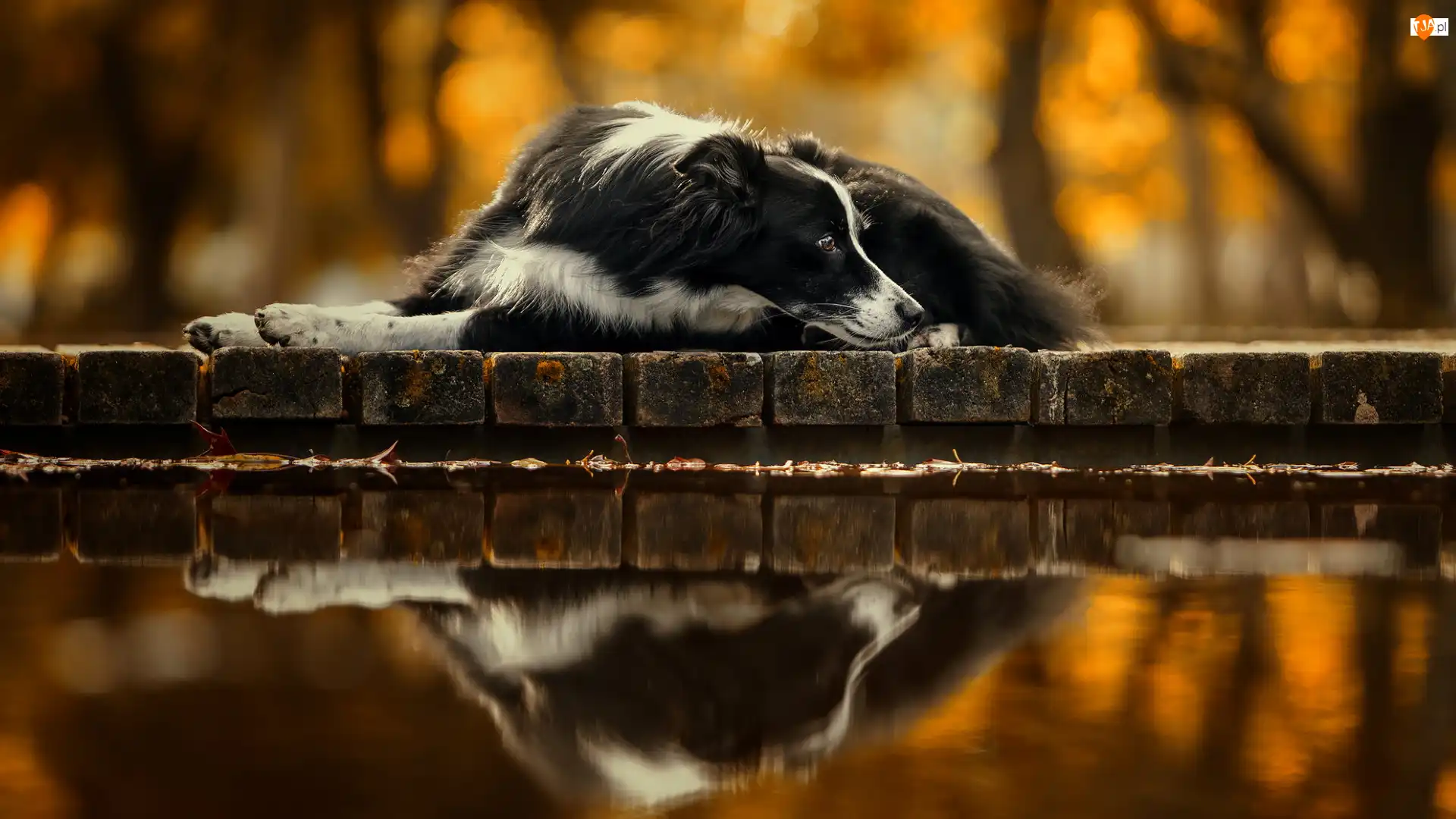 Biało-czarny, Leżący, Border collie, Odbicie, Pies, Murek
