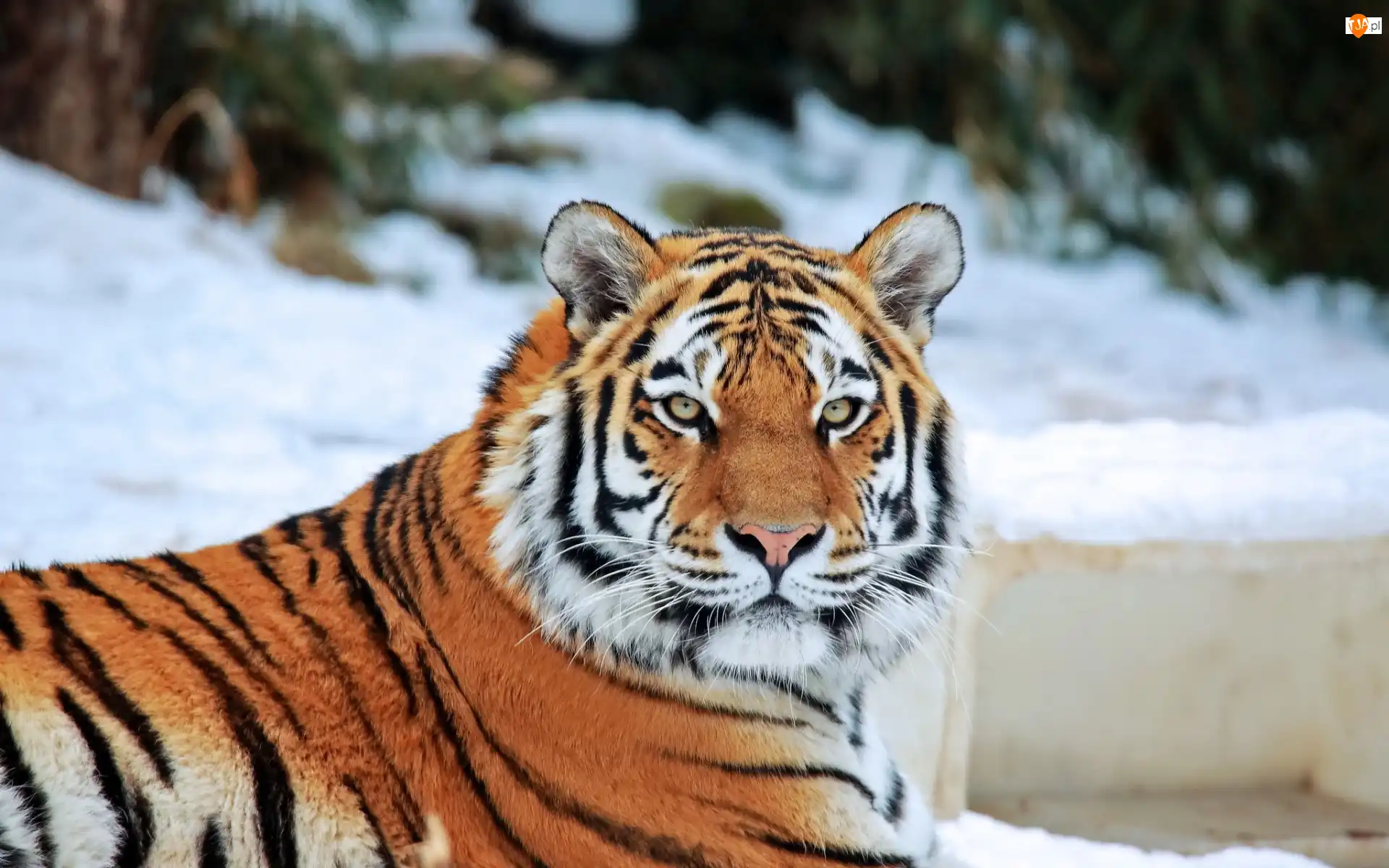 Dziki, Tygrys, Zwierze, Zima, Kot, Zoo