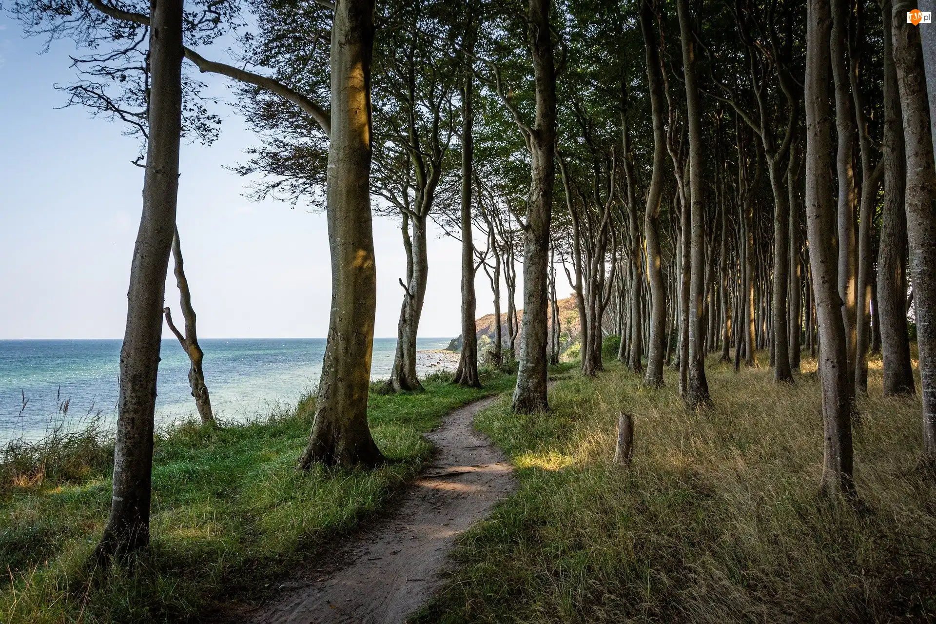 Las, Drzewa, Wybrzeże, Chmury, Morze, Ścieżka