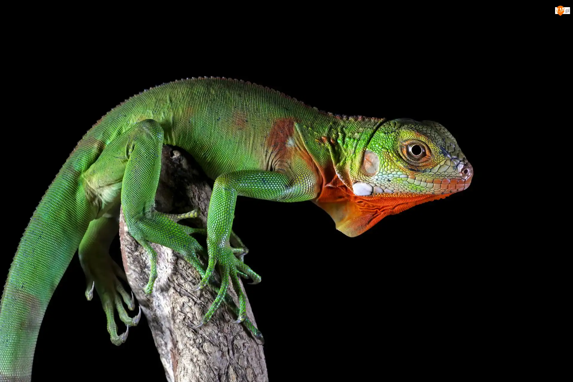 Zbliżenie, Jaszczurka, Legwan zielony, Iguana