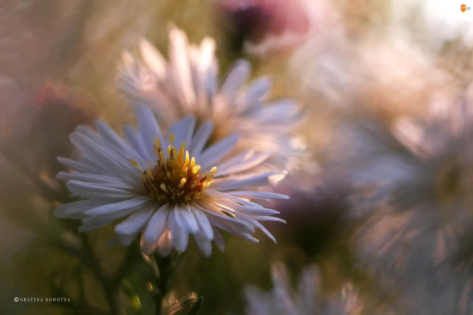 Kwiat, Aster, Biały