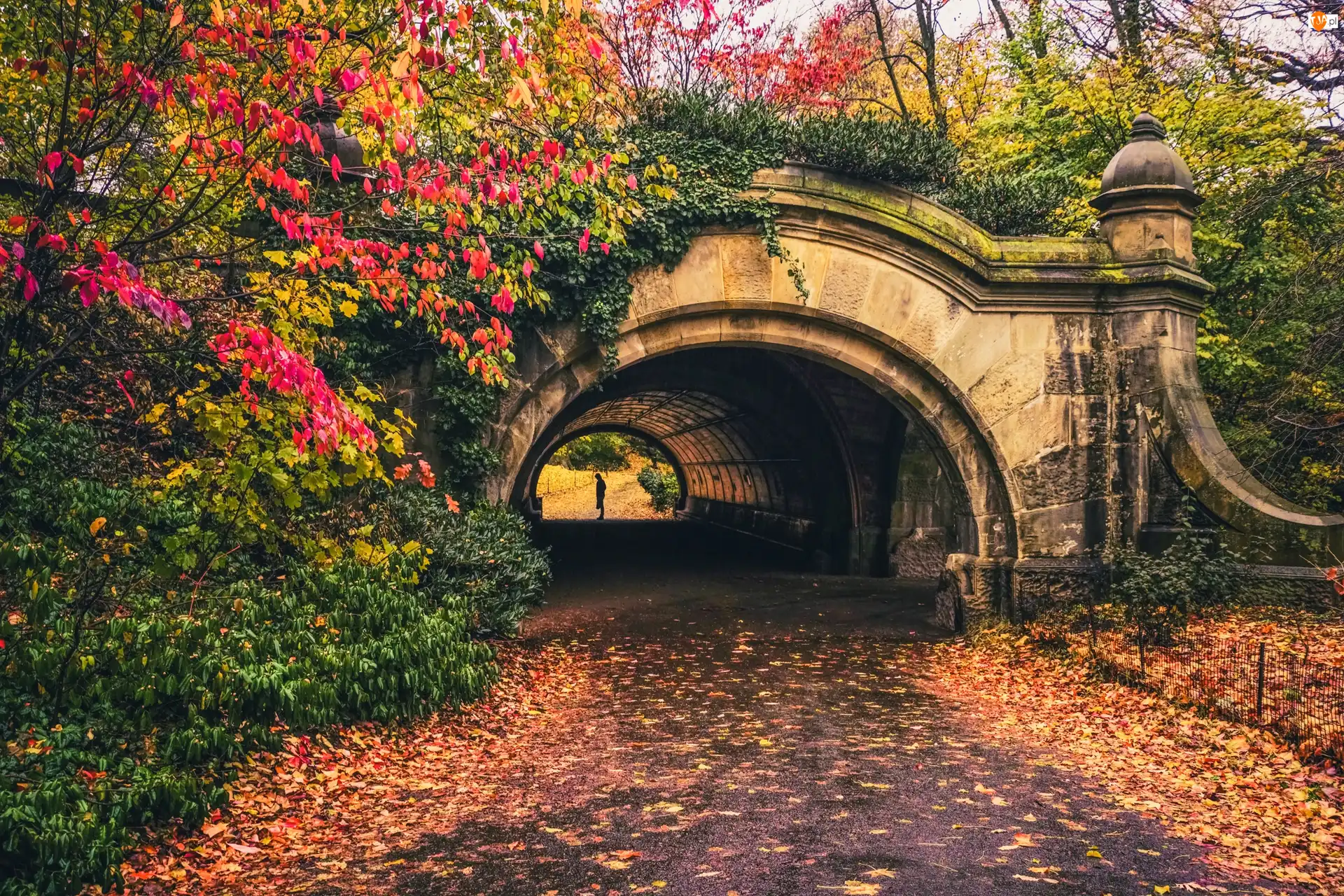 Kwiaty, Liście, Brooklyn, Park, Nowy Jork, Stany Zjednoczone, Most