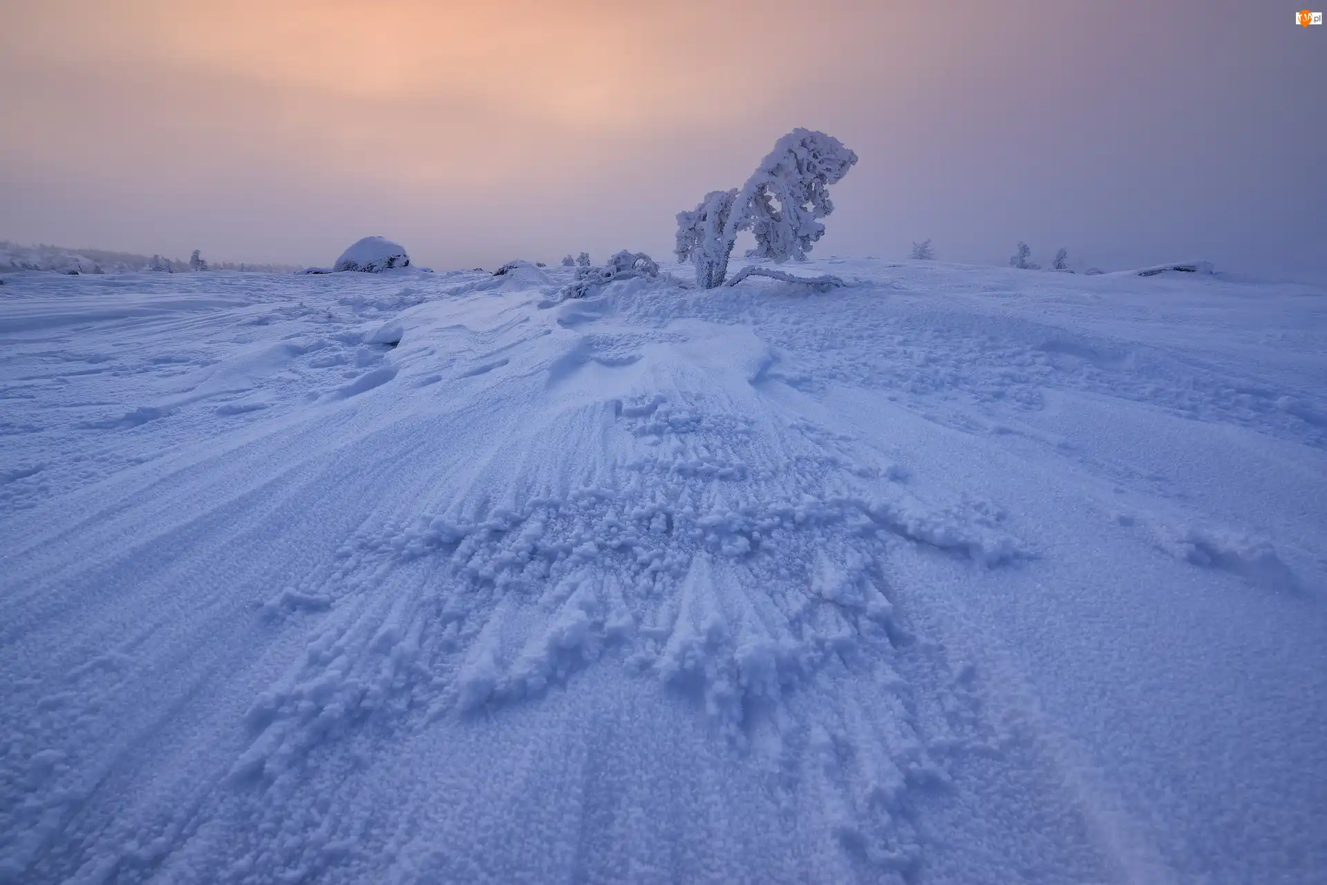 Śnieg, Szron, Rośliny, Zima, Drzewo, Ośnieżone, Zaspy