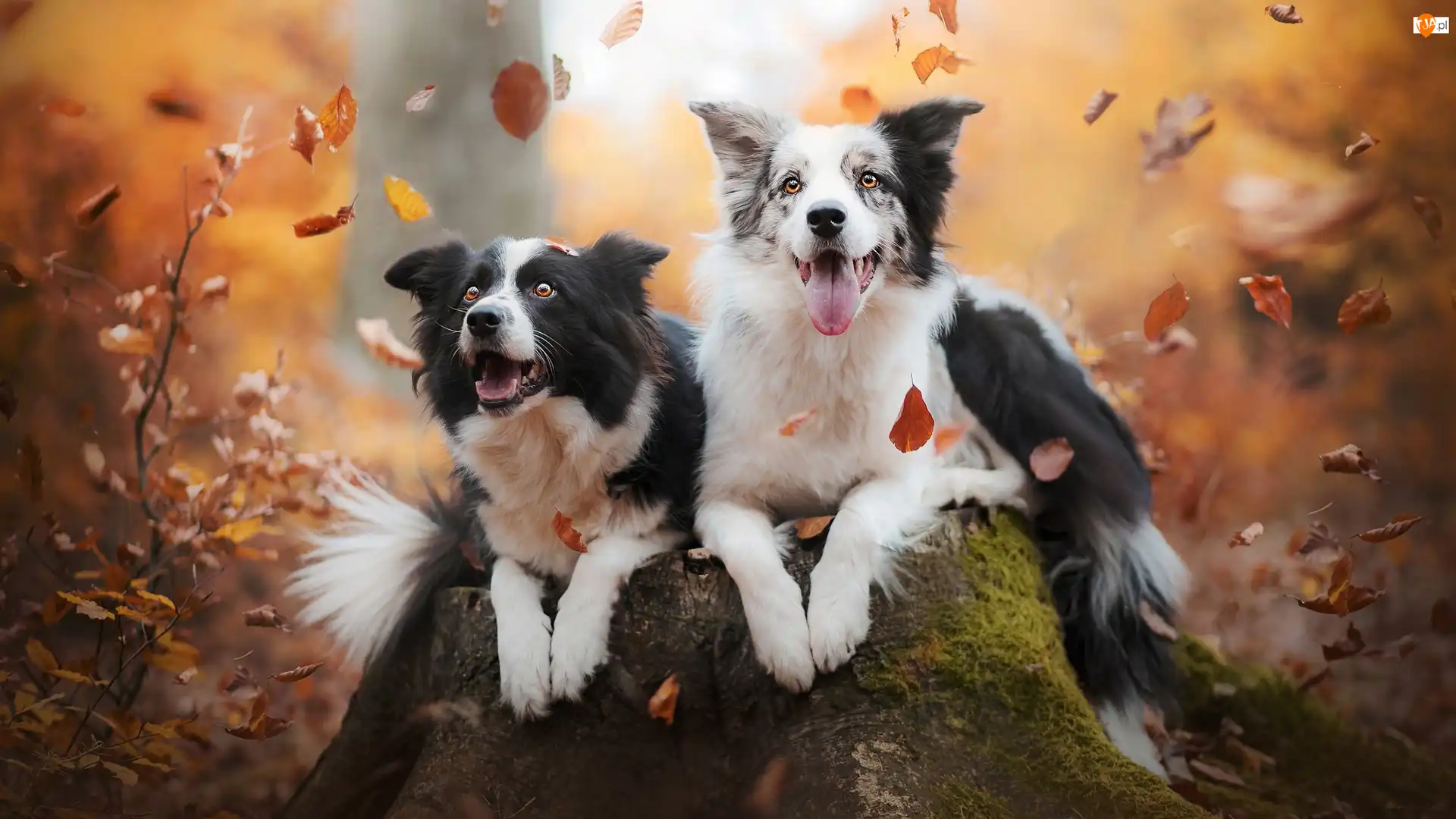 Liście, Psy, Border collie, Pień