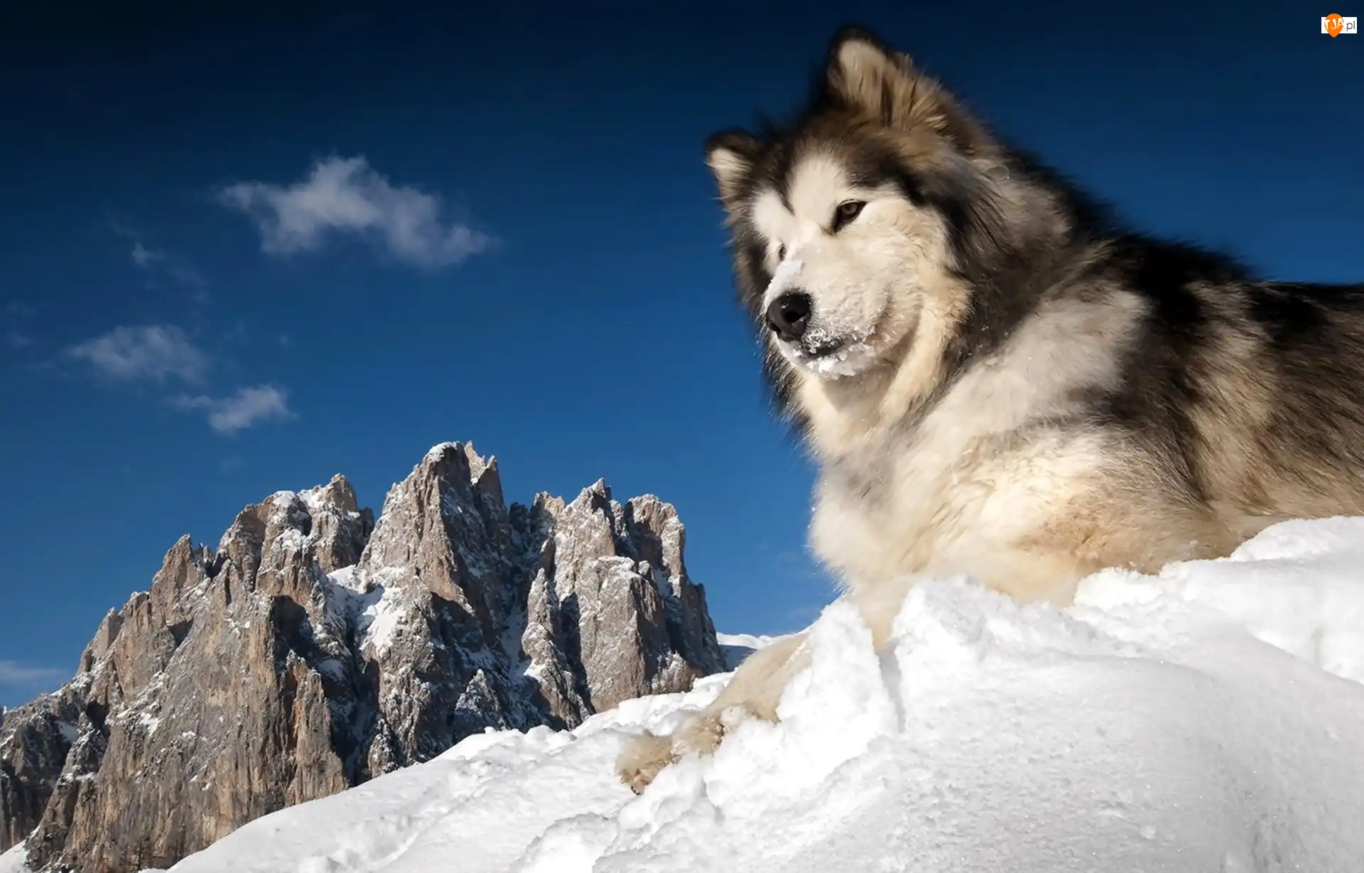 Zima, Śnieg, Husky, Siberian, Góry