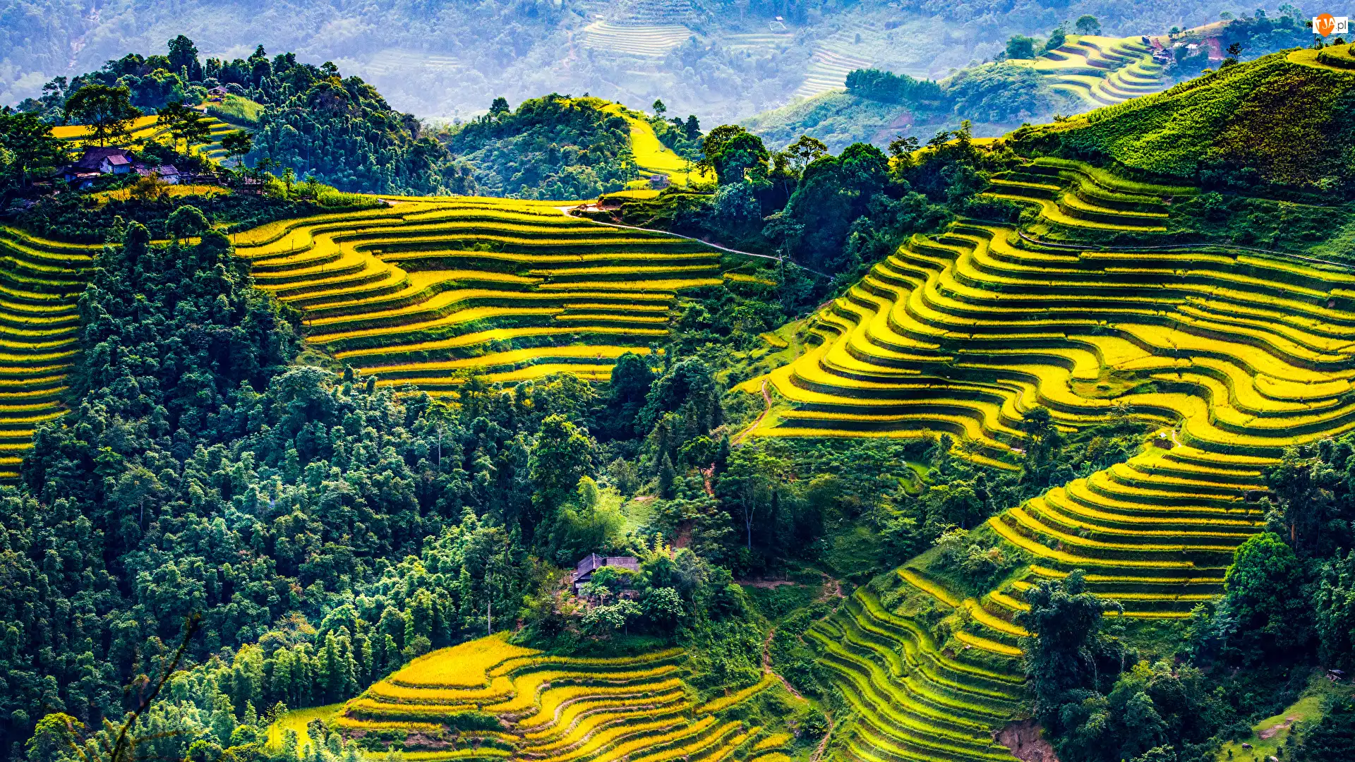 Tarasy rolne, Wietnam, Drzewa, Pola uprawne, Prowincja Mu Cang Chai Hill