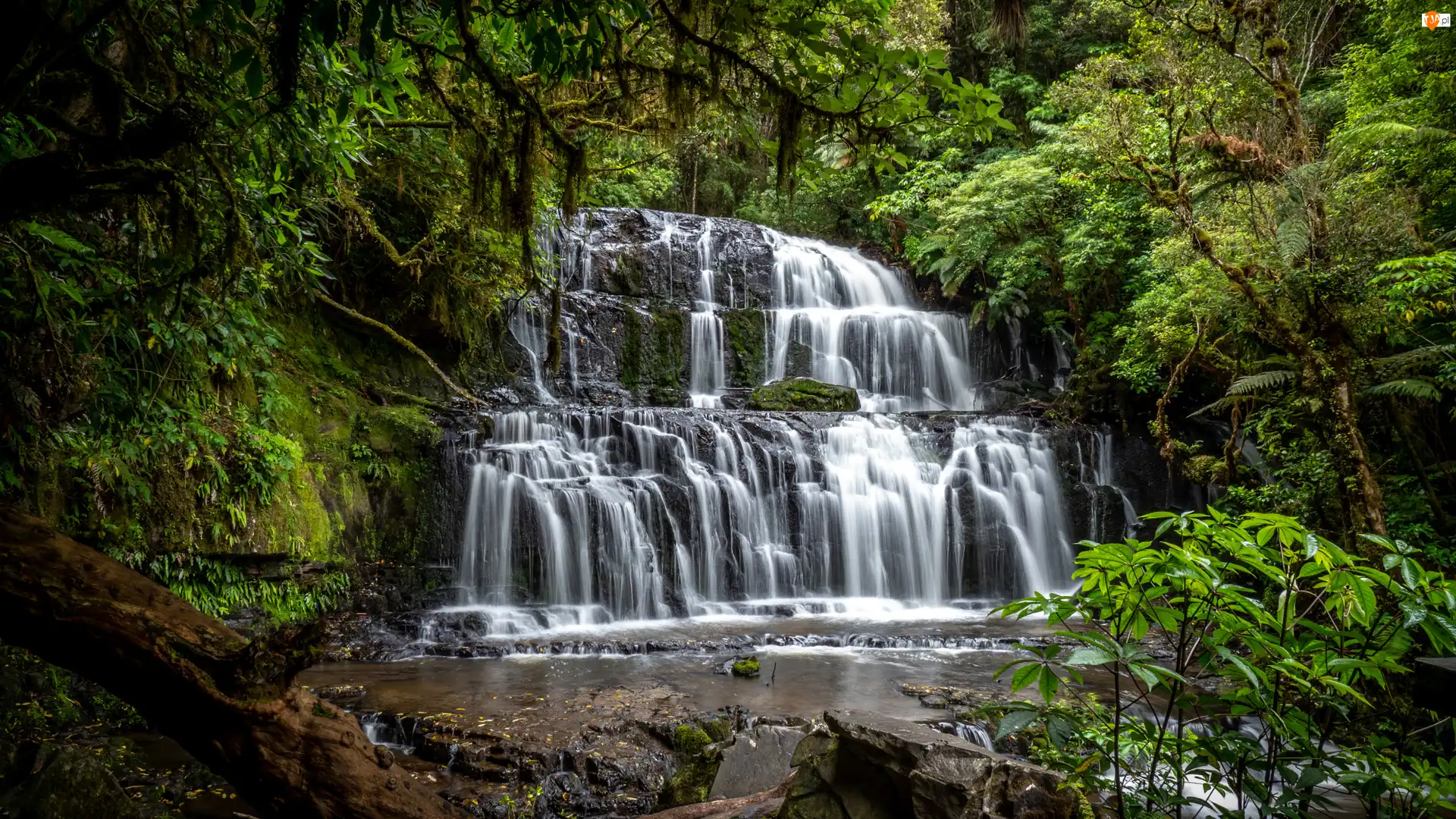 Purakaunui Falls, Wodospad, Skała, Nowa Zelandia, Drzewa, Catlins