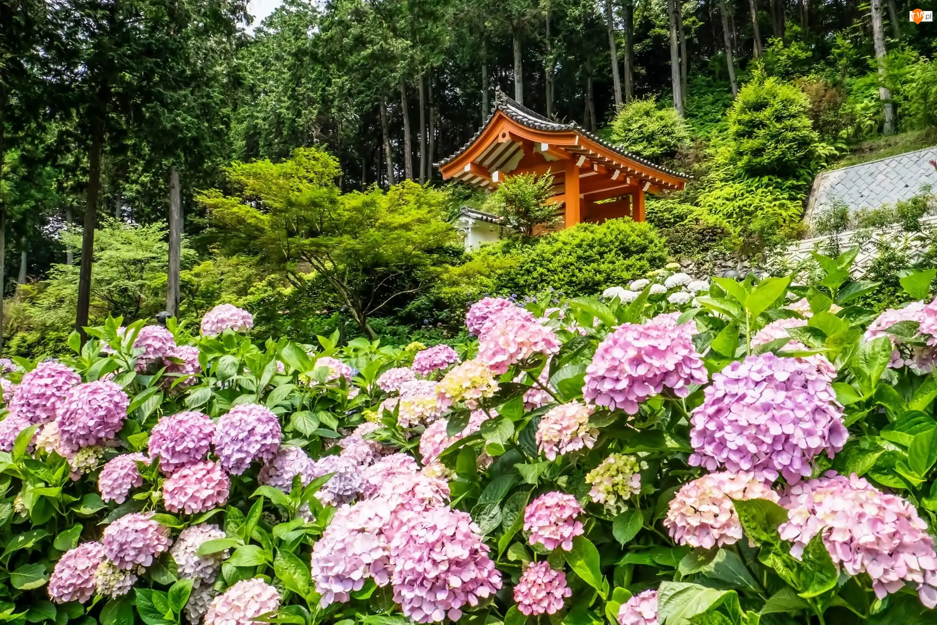 Japonia, Hortensja, Świątynia