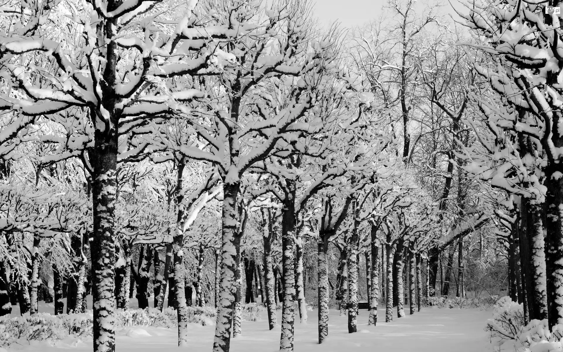 Śnieg, Park, Droga, Zima, Drzewa
