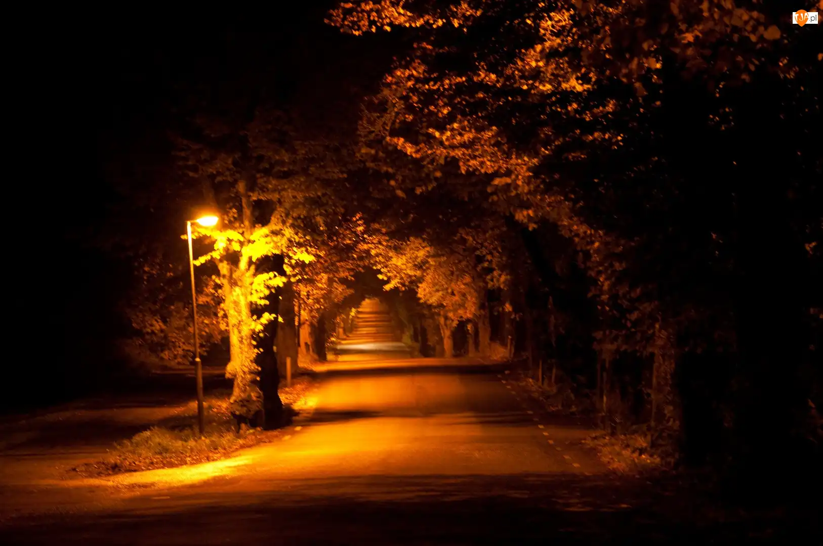Oświetlenie, Droga, Drzewa, Lampa