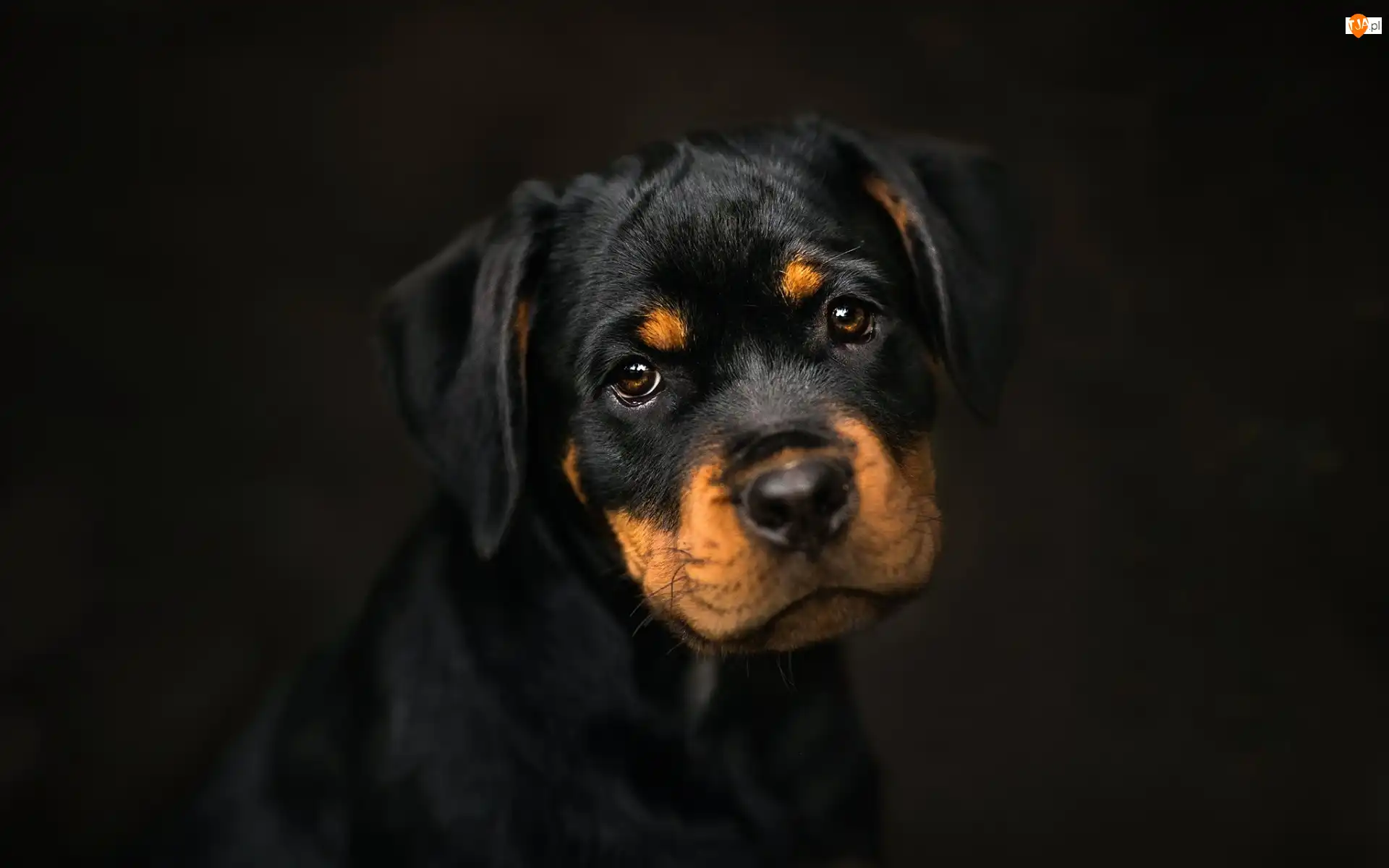 Czarne tło, Rottweiler, Szczeniak