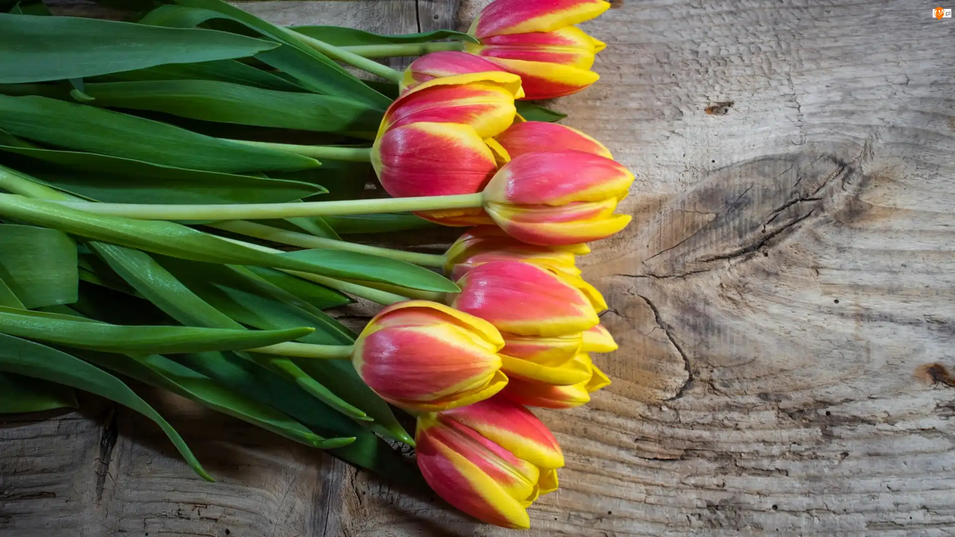 Deska, Żółto-czerwone, Tulipany