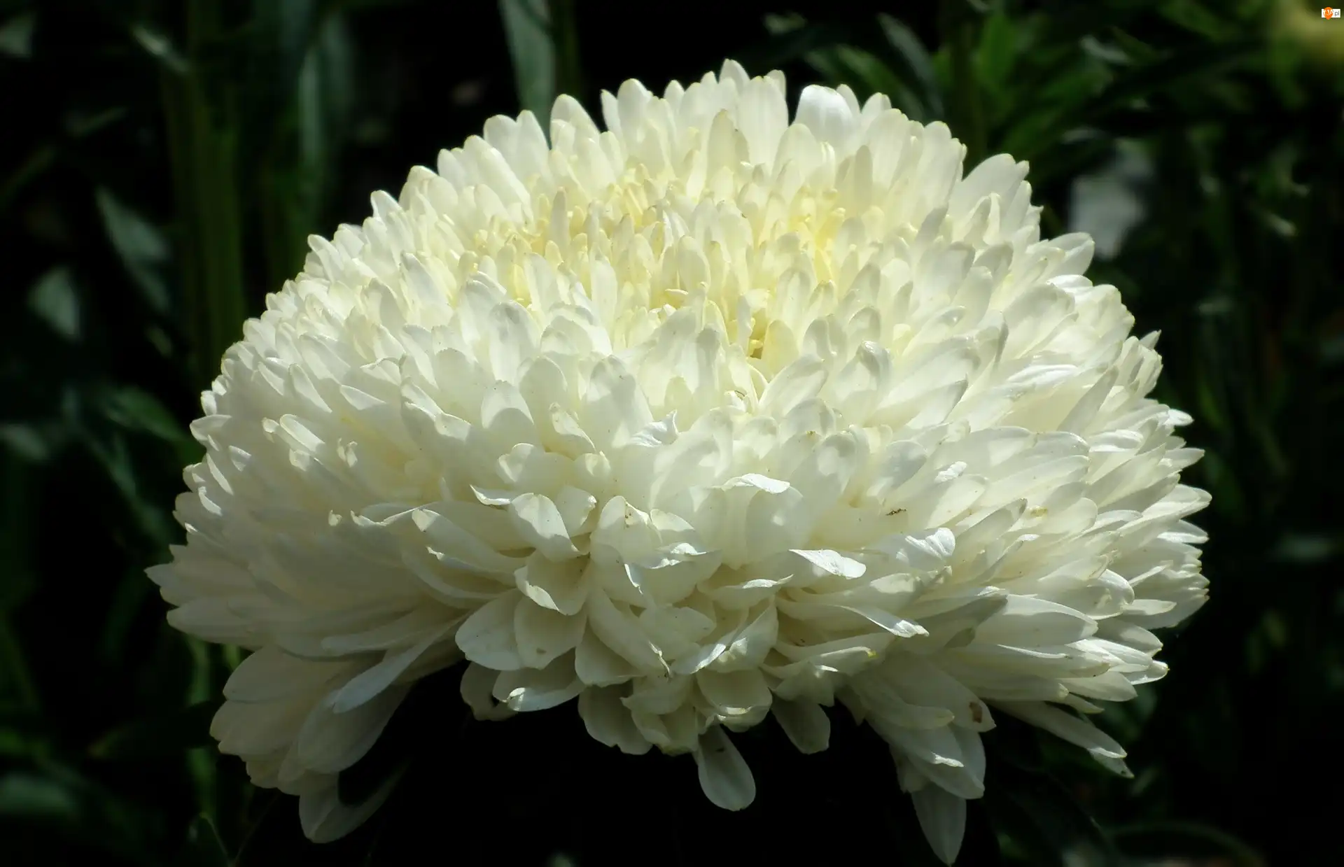 Aster, Przyroda, Kwiat