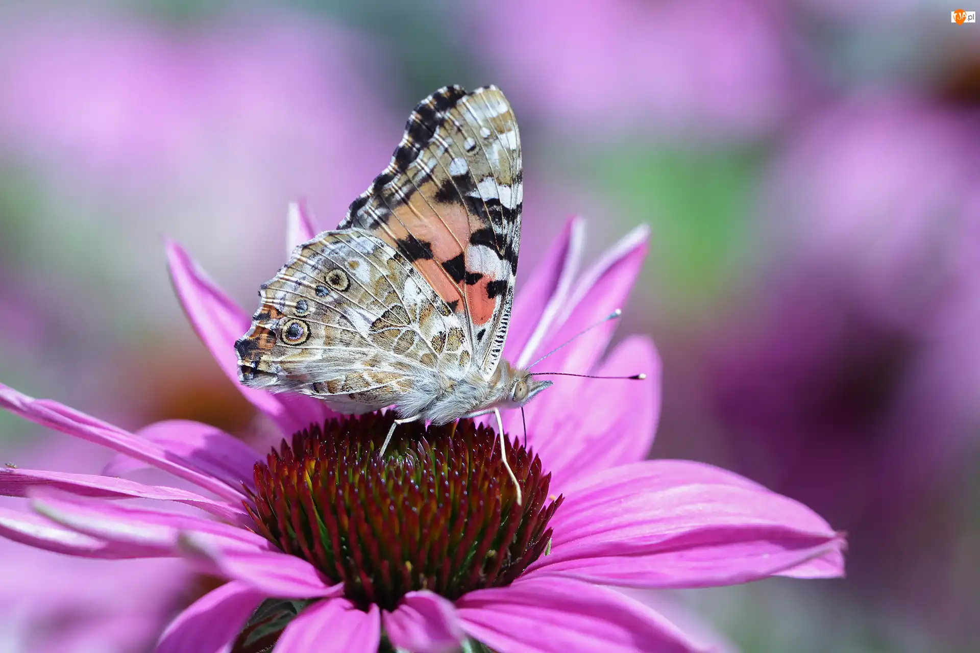 Jeżówka, Rusałka osetnik, Motyl, Kwiat