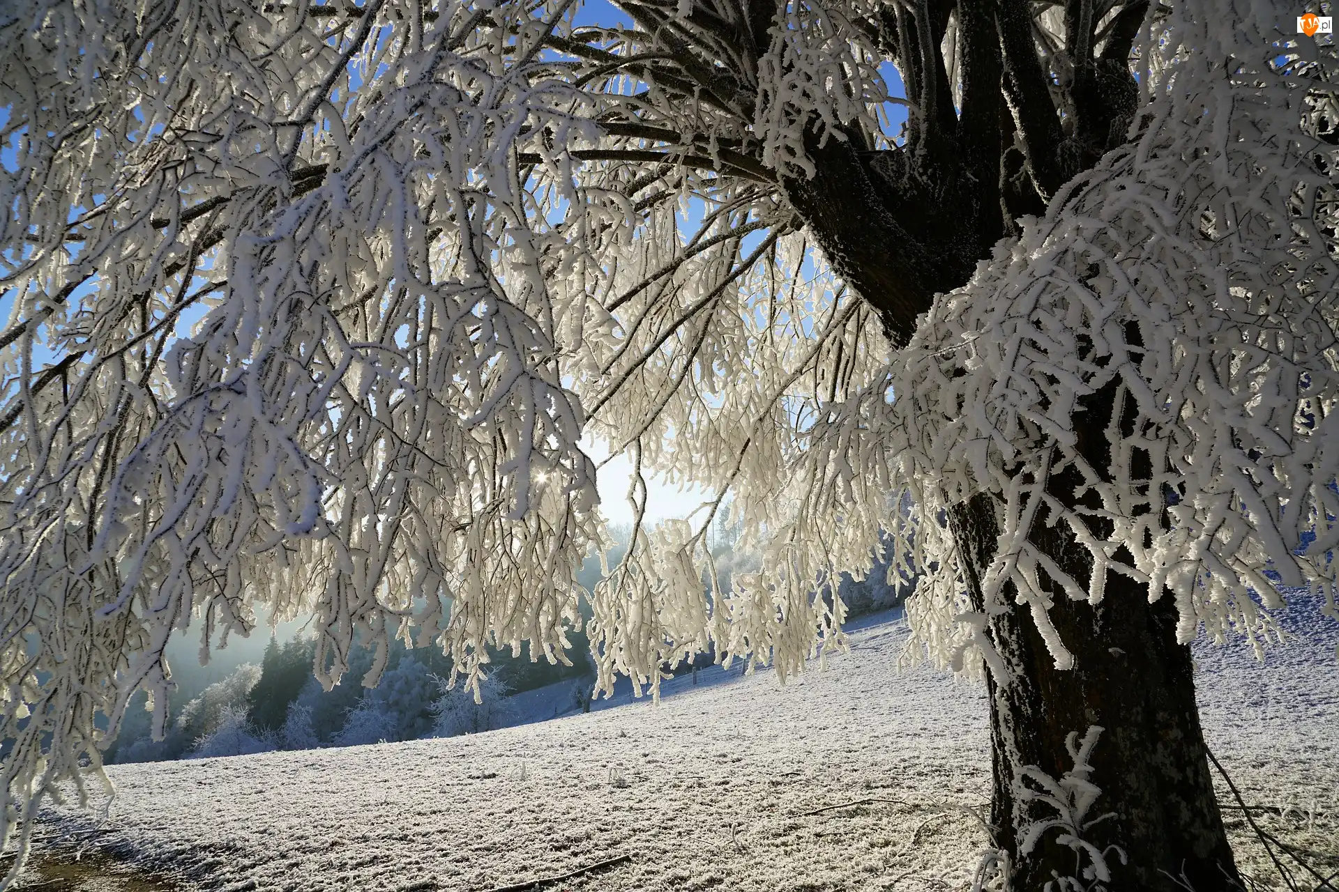 Śnieg, Zima, Ośnieżone, Światło, Drzewo, Gałęzie