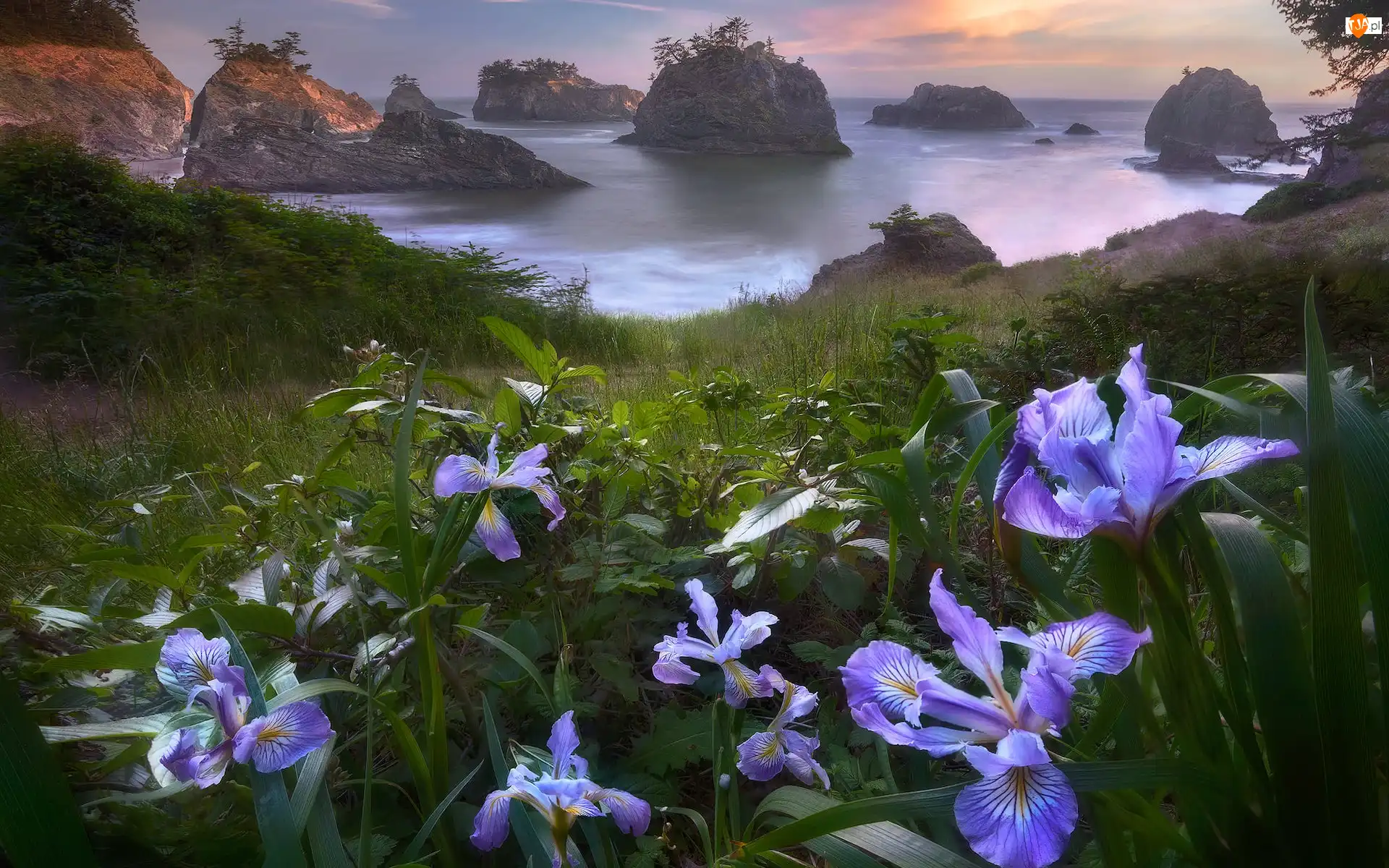 Stany Zjednoczone, Skały, Oregon, Park stanowy, Samuel H Boardman State Scenic Corridor, Wysepki, Kwiaty, Morze, Irysy