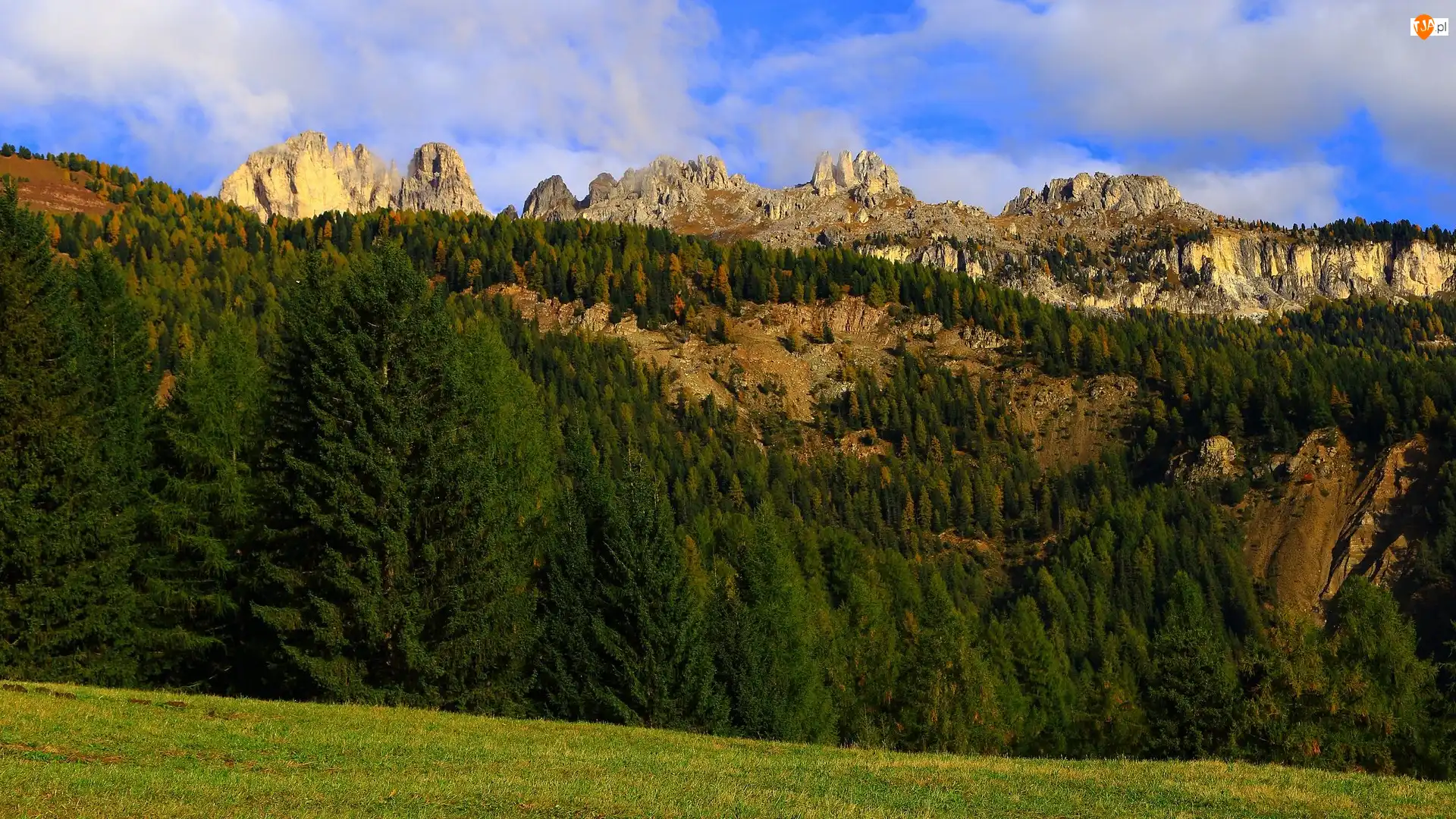 Skały, Góry, Świerki, Las, Drzewa, Zielony