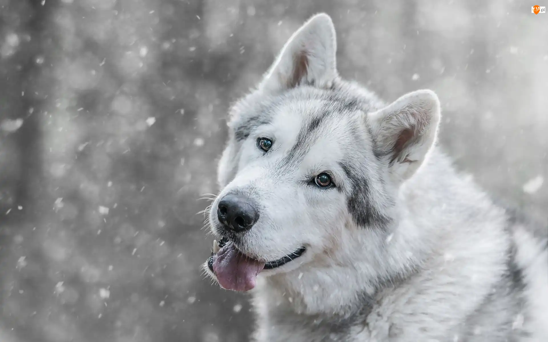 Śnieg, Siberian Husky