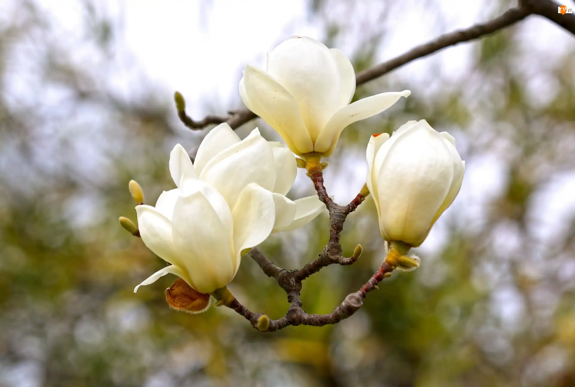 Magnolia, Gałąź, Białe, Kwiaty