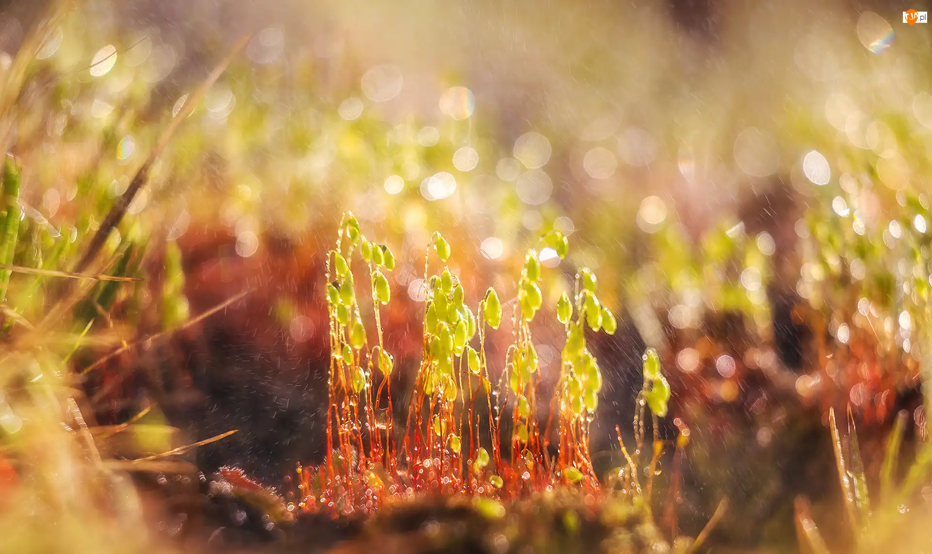 Makro, Rośliny, Krople, Bokeh
