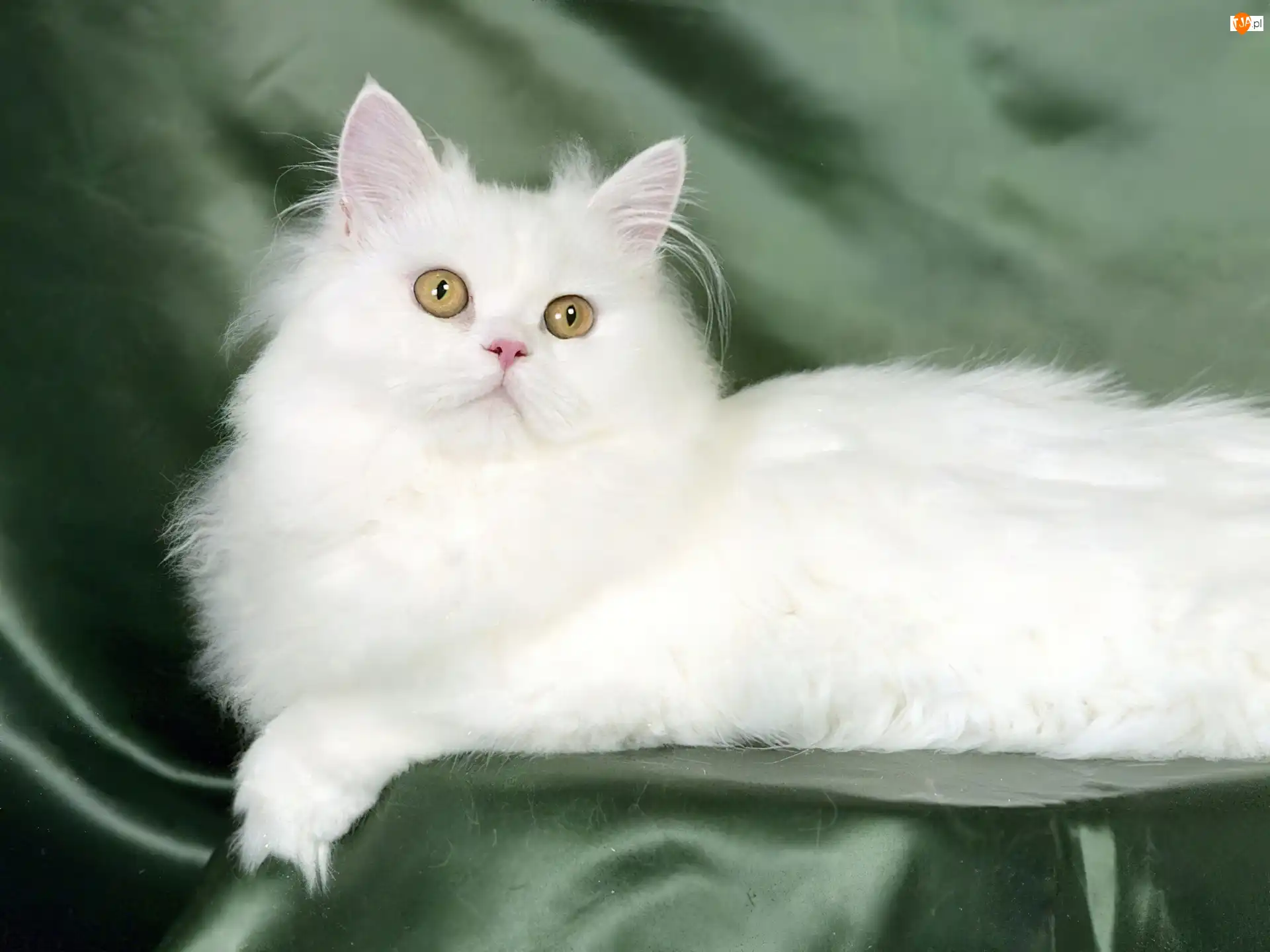 turecka angora, Biały