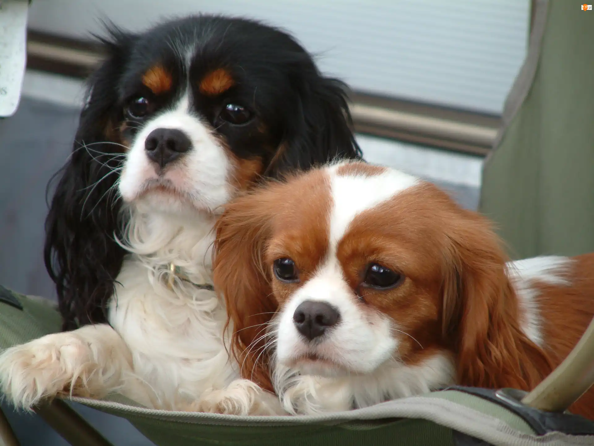 Cavalier King Charles spaniel, słodkie