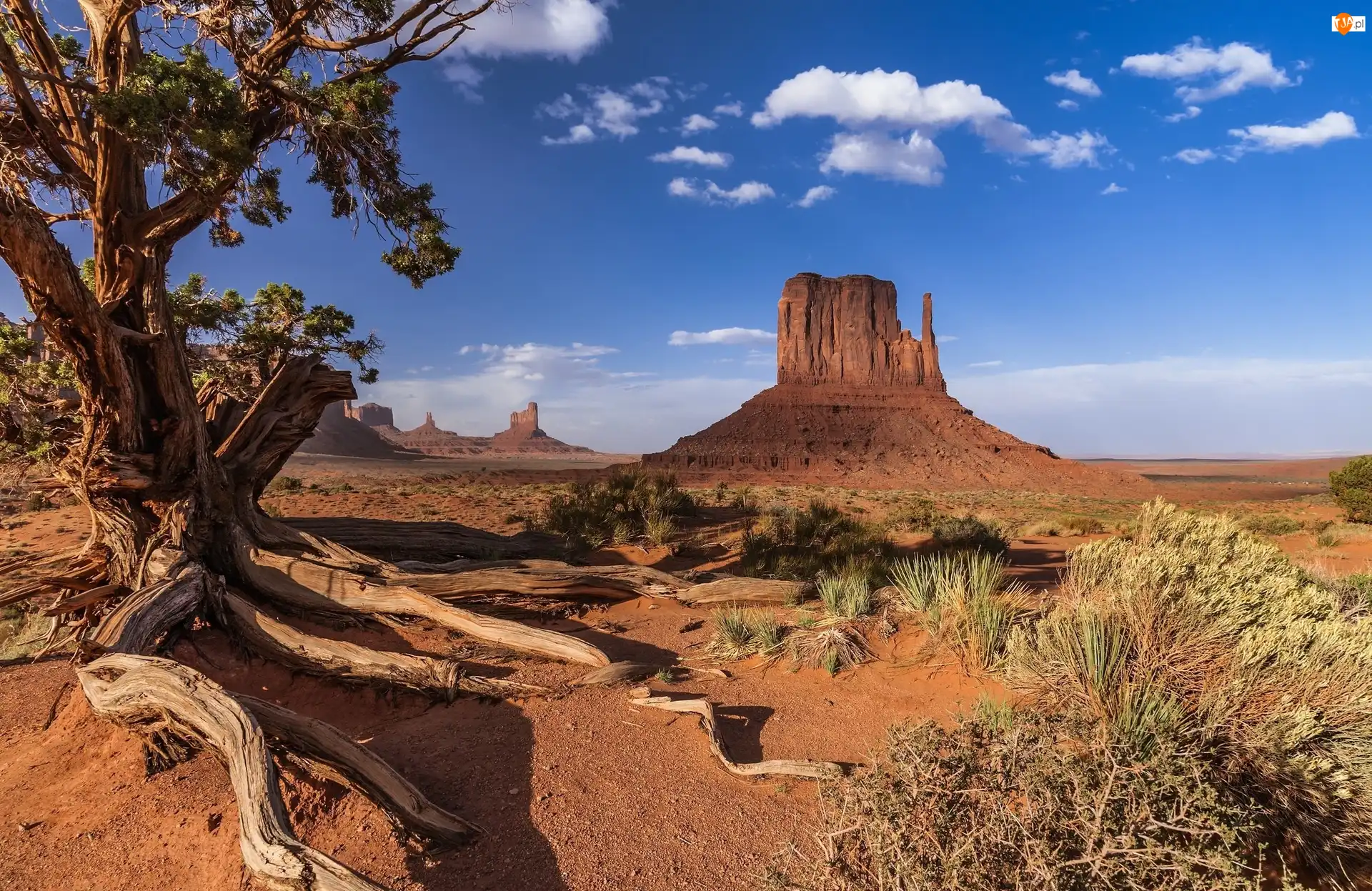 Wyżyna Kolorado, Stany Zjednoczone, Dolina Pomników, Drzewo, Monument Valley, Skały
