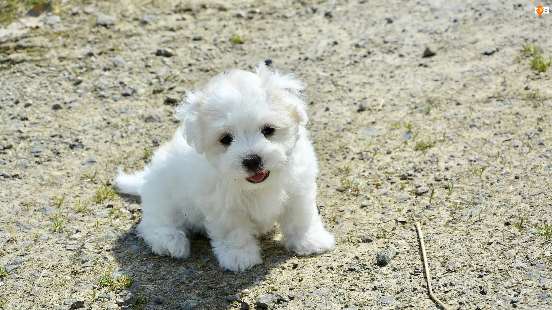 Coton de Tulear, Biały, Pies, Szczeniak