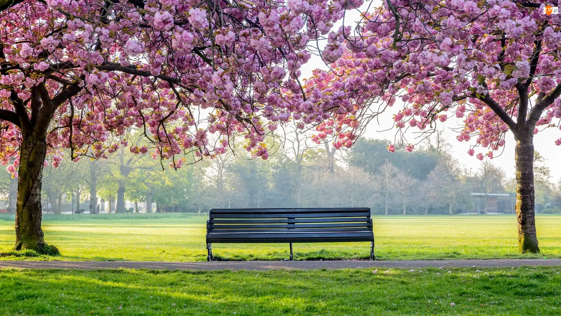 Wiosna, Drzewa, Park, Ławka, Okwiecone
