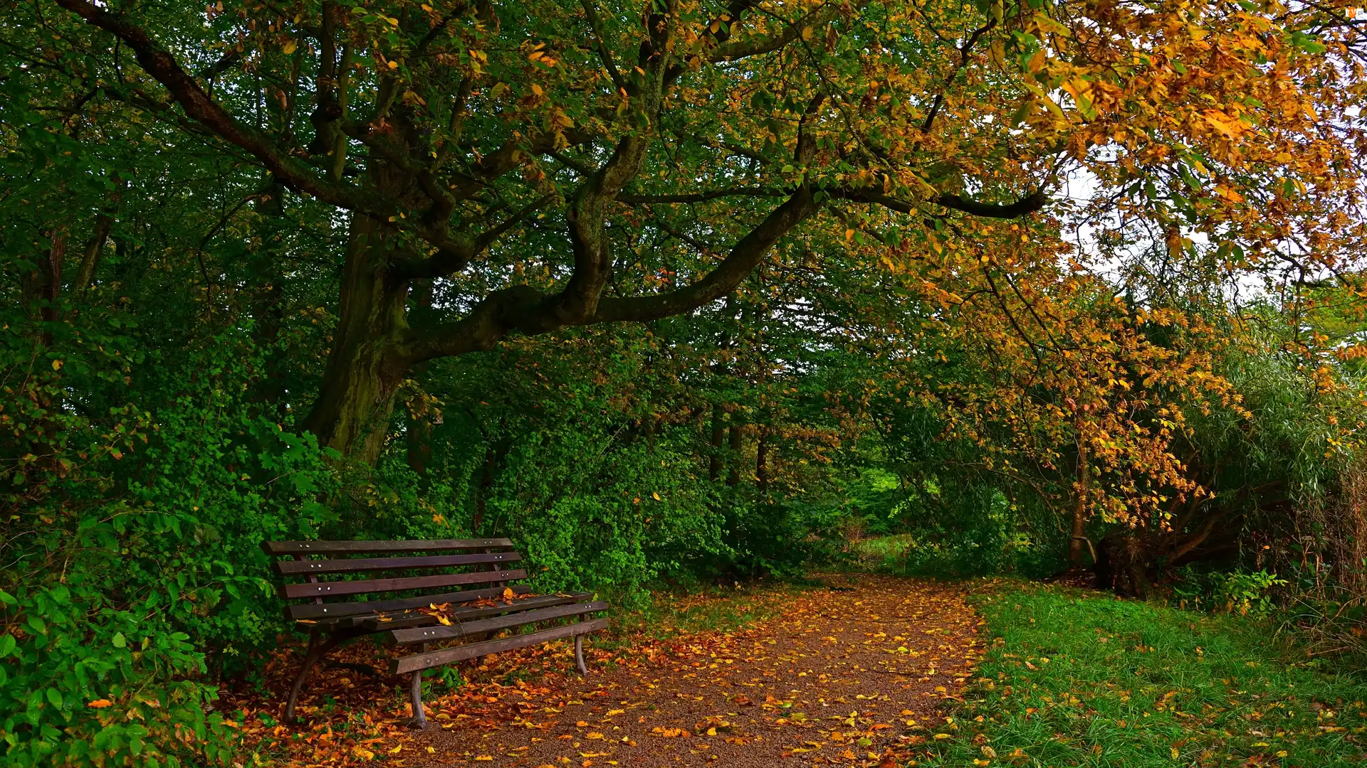 Drzewa, Park, Ścieżka, Jesień, Ławka, Liście