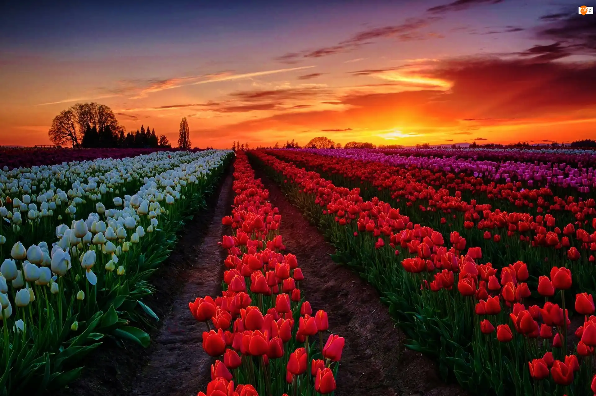 Tulipany, Zachód, Słońca