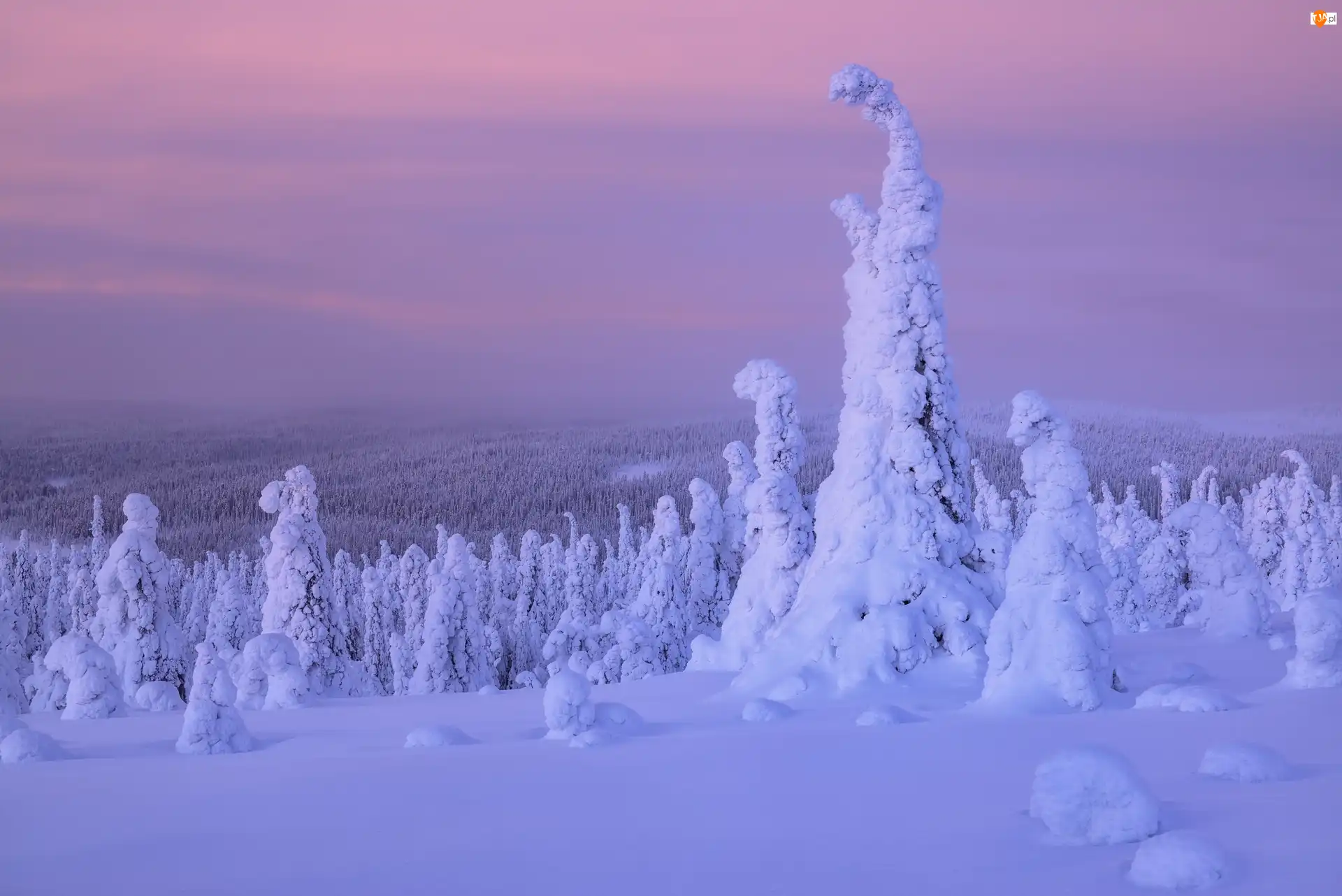 Drzewa, Finlandia, Śnieg, Zima, Rośliny