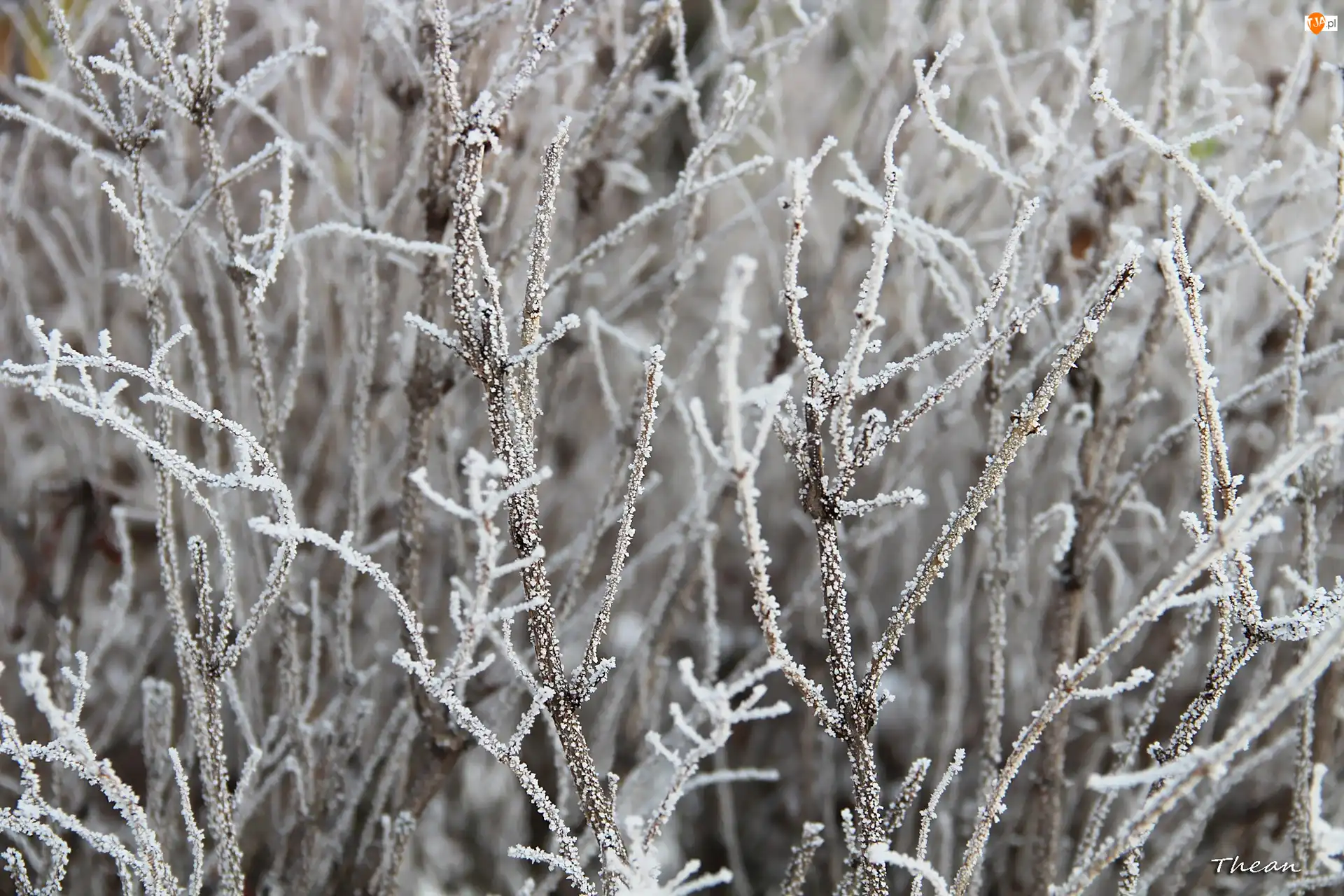 Zima, Gałązki, Szadź