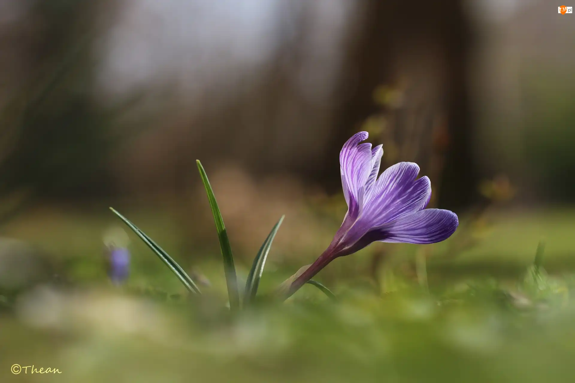 Wiosna, Fioletowy, Krokus, Kwiat