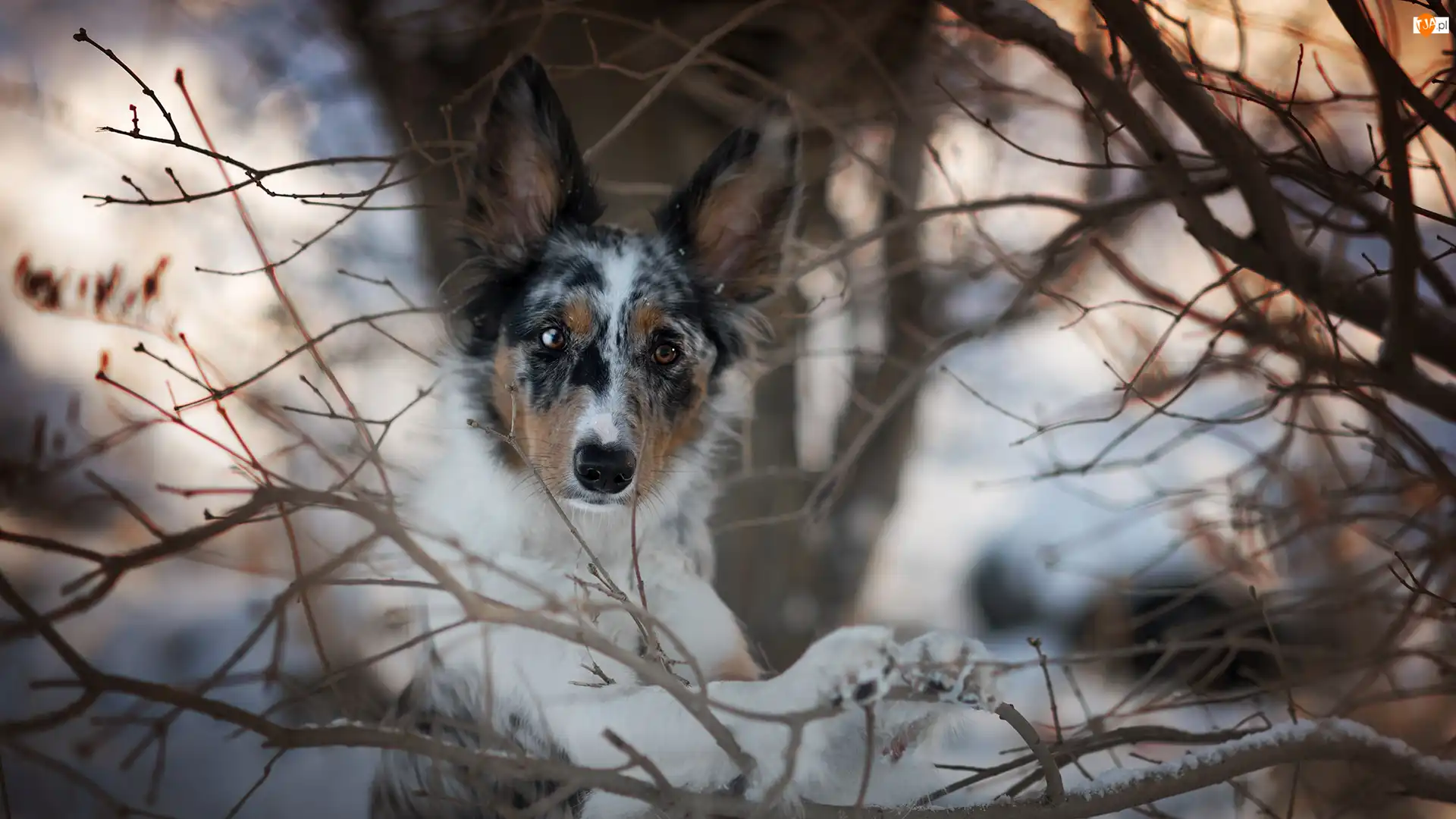 Gałęzie, Pies, Border collie, Mordka