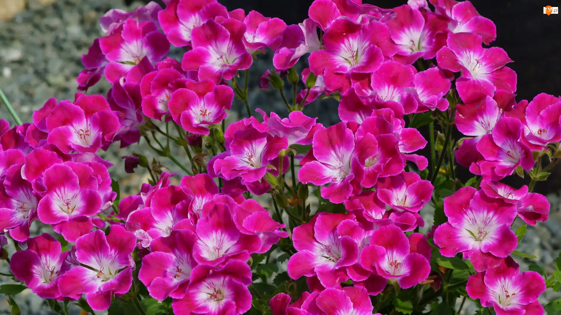 Geranium, Kwiaty, Różowe